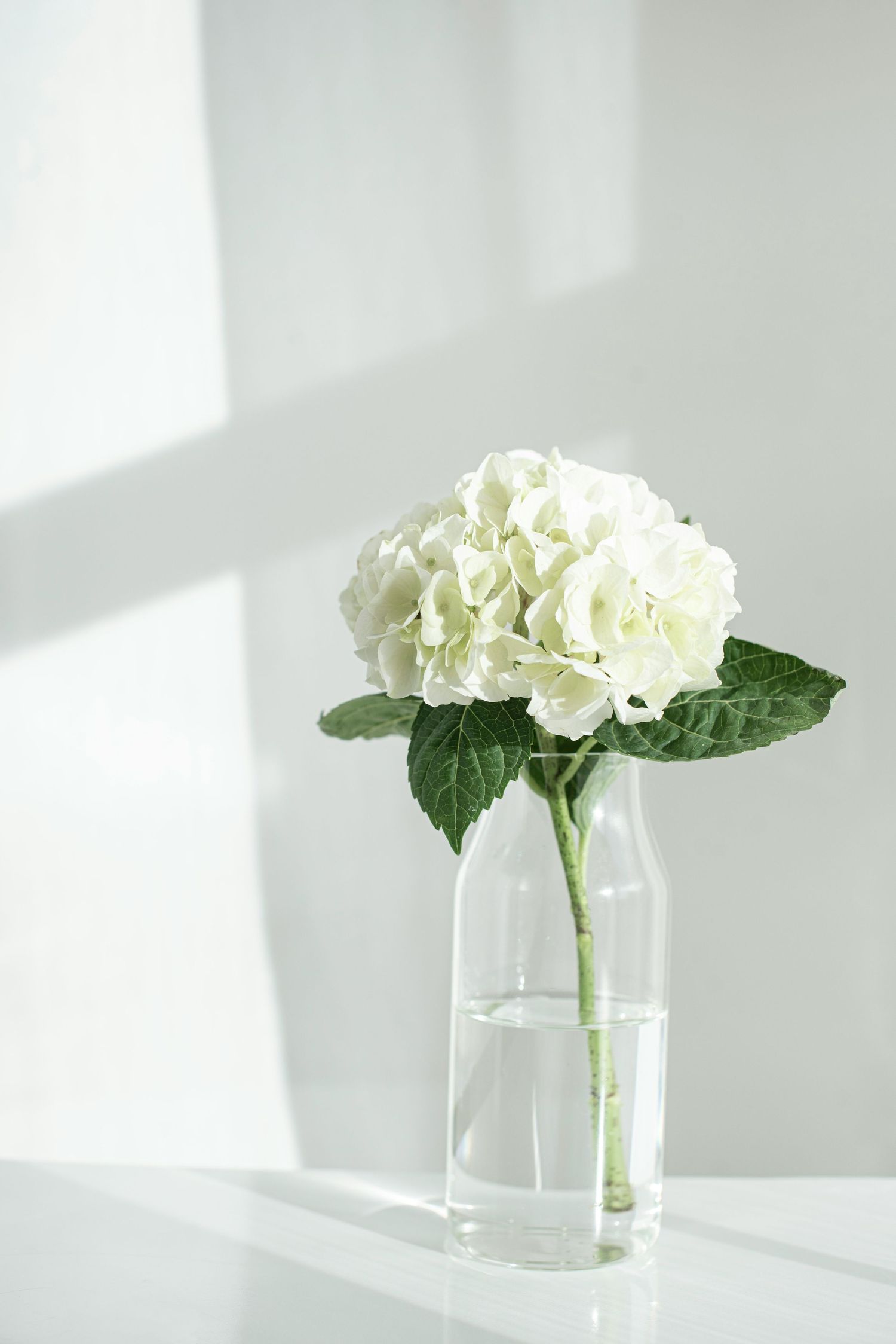 White hydrangea bloom in a clear glass bottle vase on a white table with soft natural light.