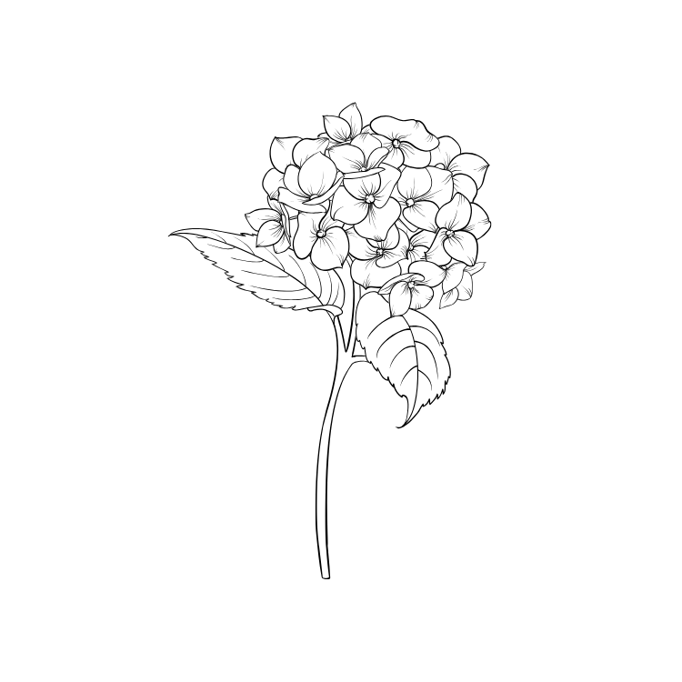 Black and white line drawing of a hydrangea flower with stem and leaves, minimalist botanical illustration.