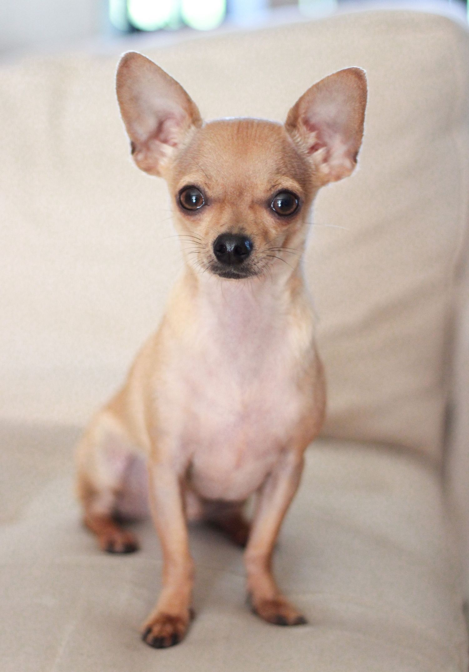 A small tan Chihuahua with large ears sits upright on a beige couch, looking directly at the camera.