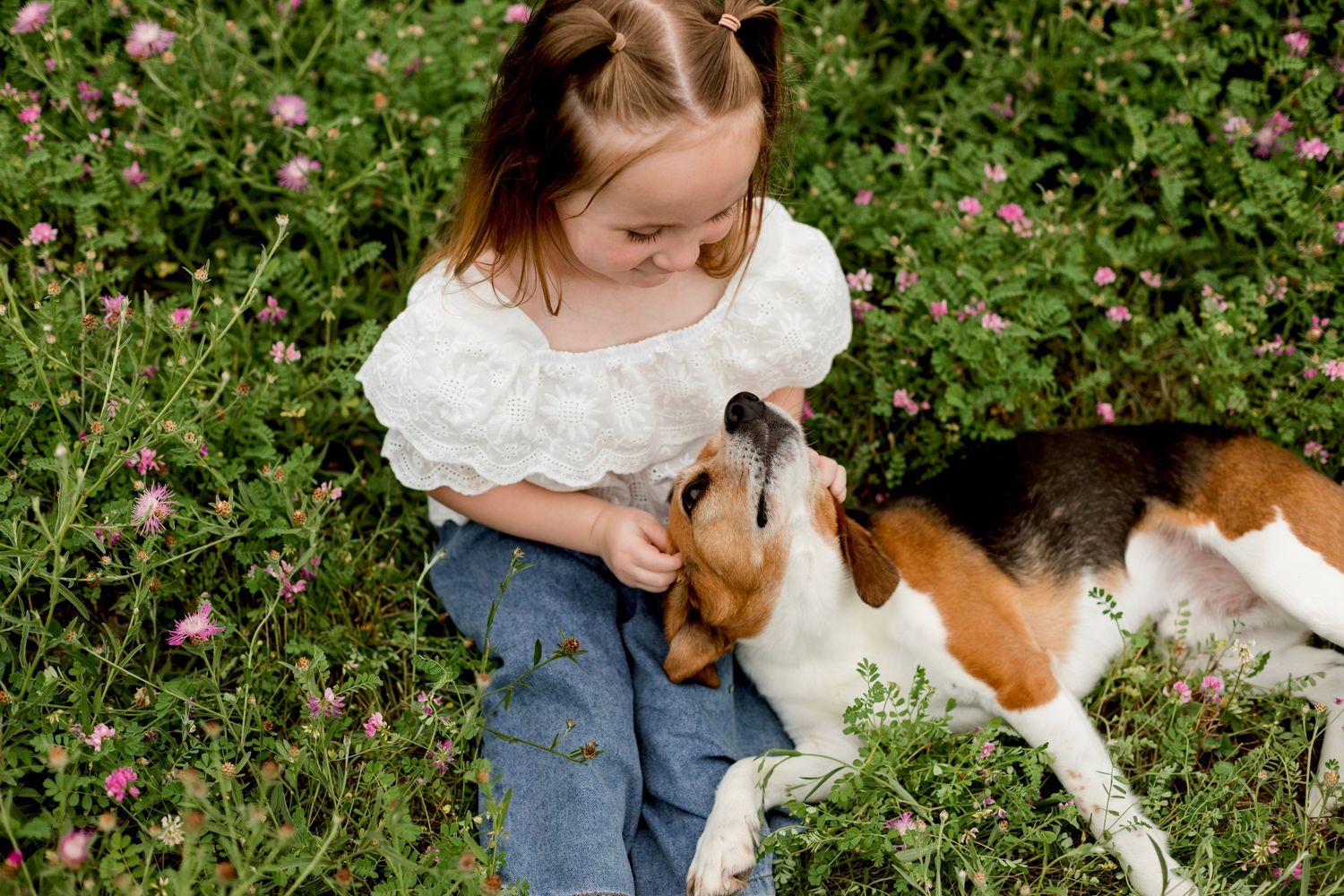 Young girl in white top and jeans sits in flower field petting a beagle dog outdoors.