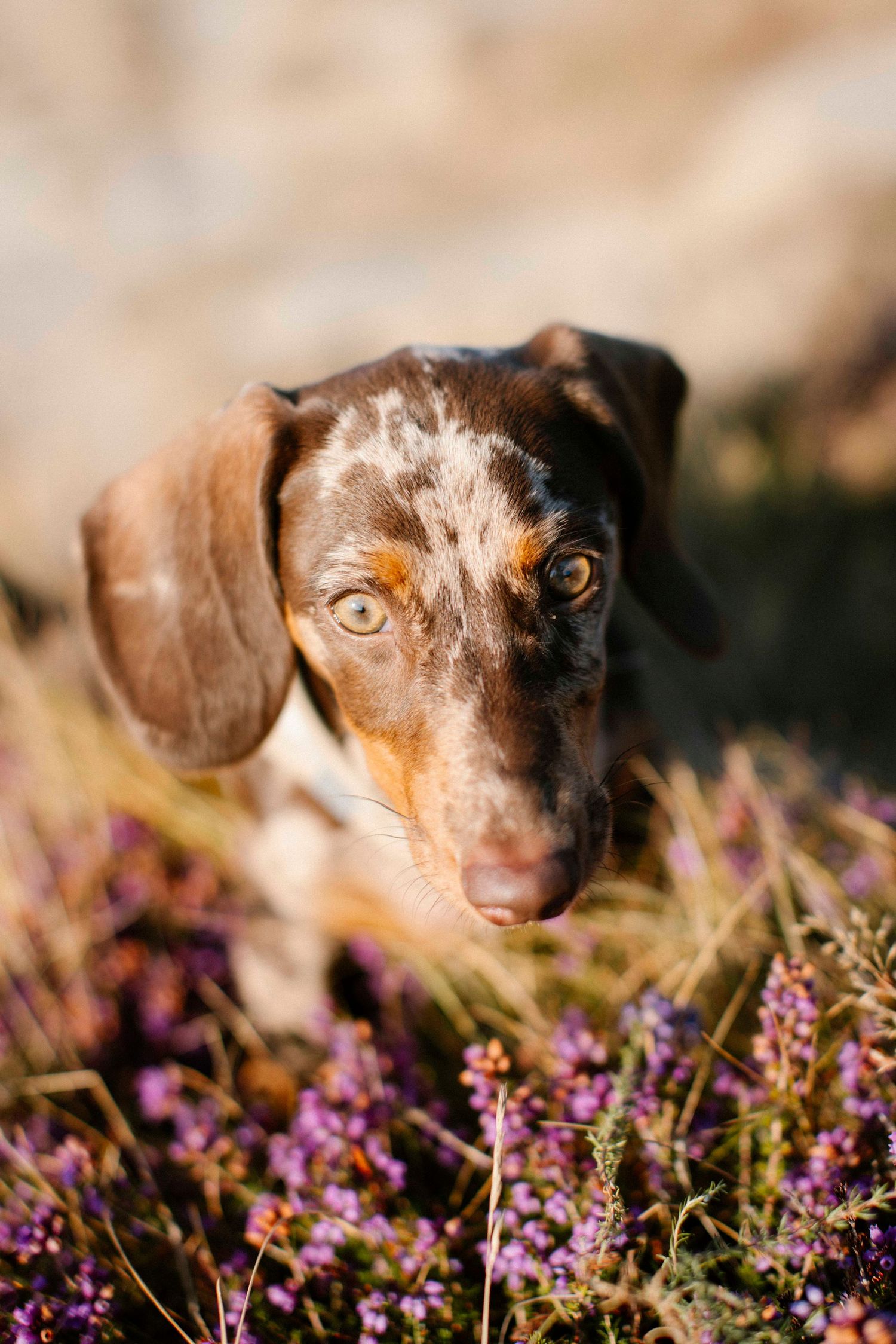 Portraits of Dachshund dog at Hengistbury Head beach