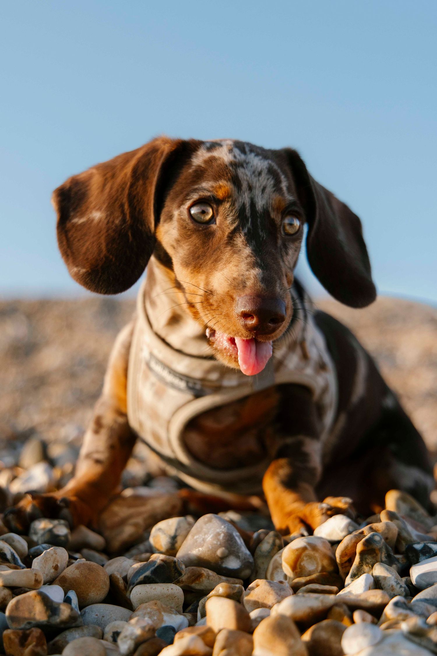 dog sticker her tongue out at hengistbury head beach