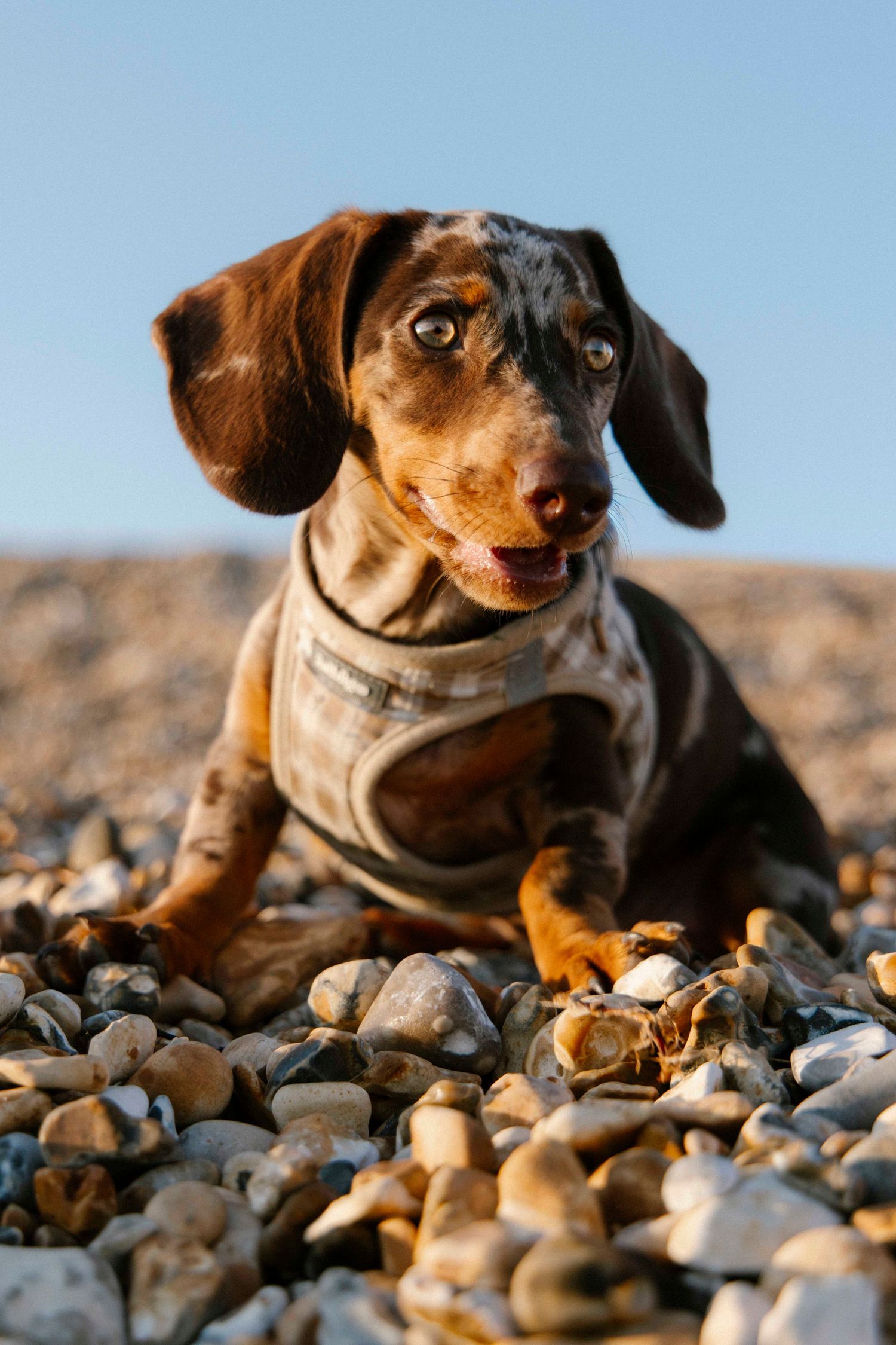 Portraits of Dachshund dog at Hengistbury Head beach