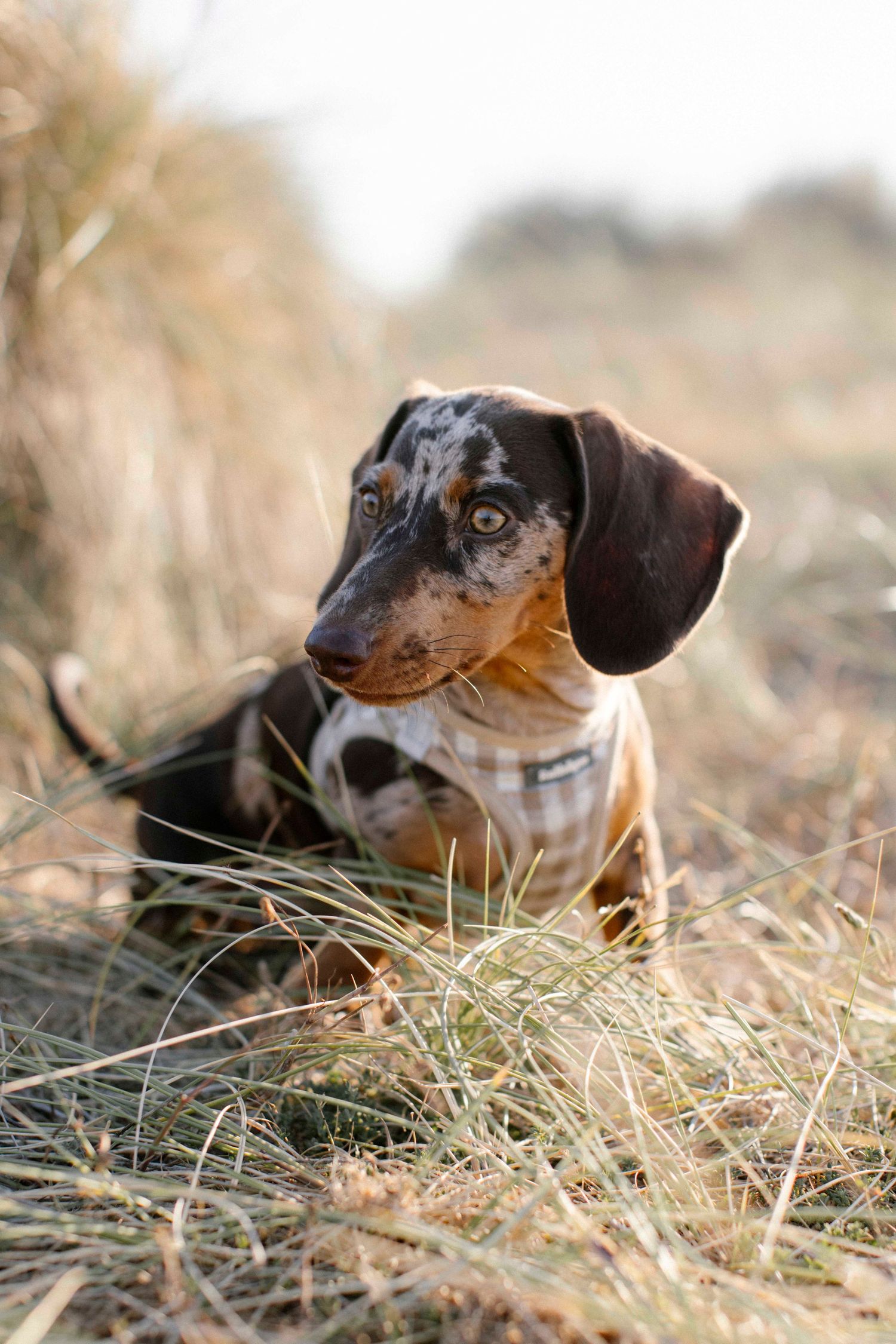 Portraits of Dachshund dog at Hengistbury Head beach