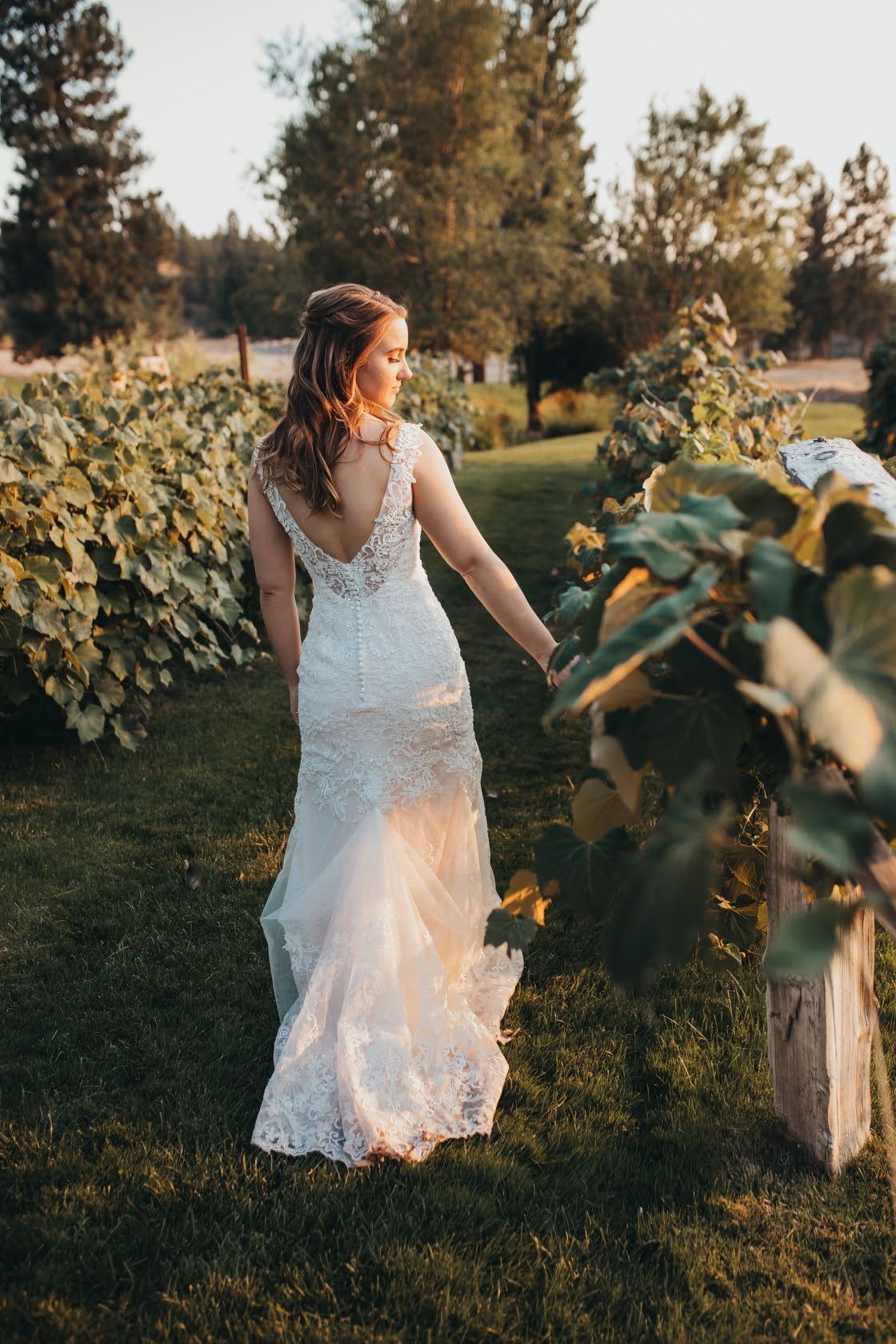 Bride in lace mermaid wedding gown walking through a vineyard at golden hour sunset.