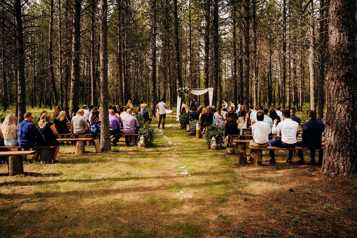 Wide shot of guests seated on wooden benches at a woodland wedding ceremony in pine forest.