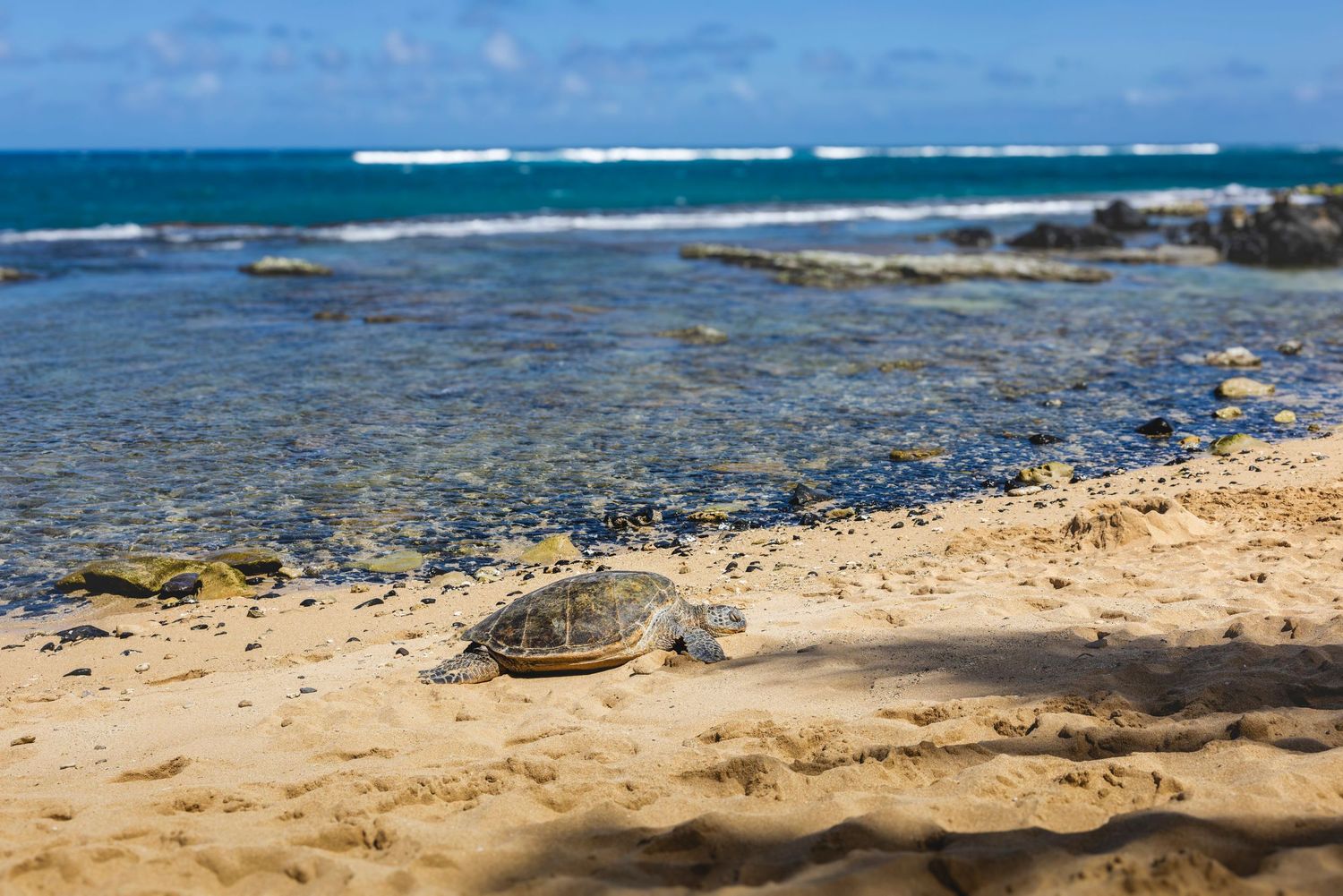 Green sea turtle resting on a golden sandy beach with calm turquoise tidal pools and gentle ocean waves in the background. Paia