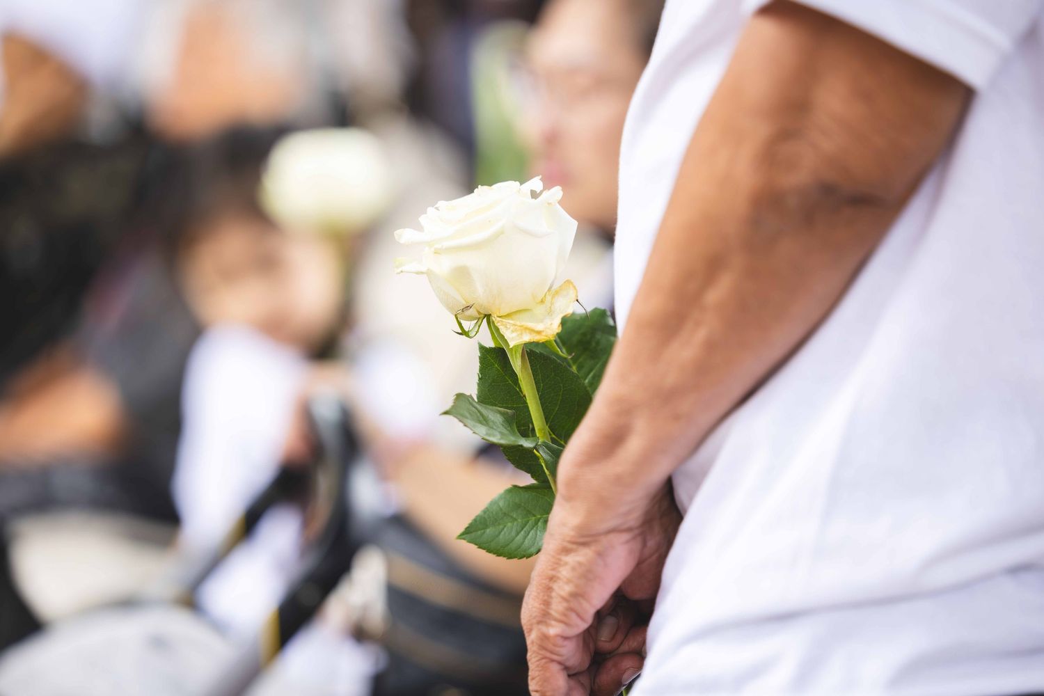 Close-up of a person in a white shirt holding a single white rose while blurred mourners gather in the background at a memorial.