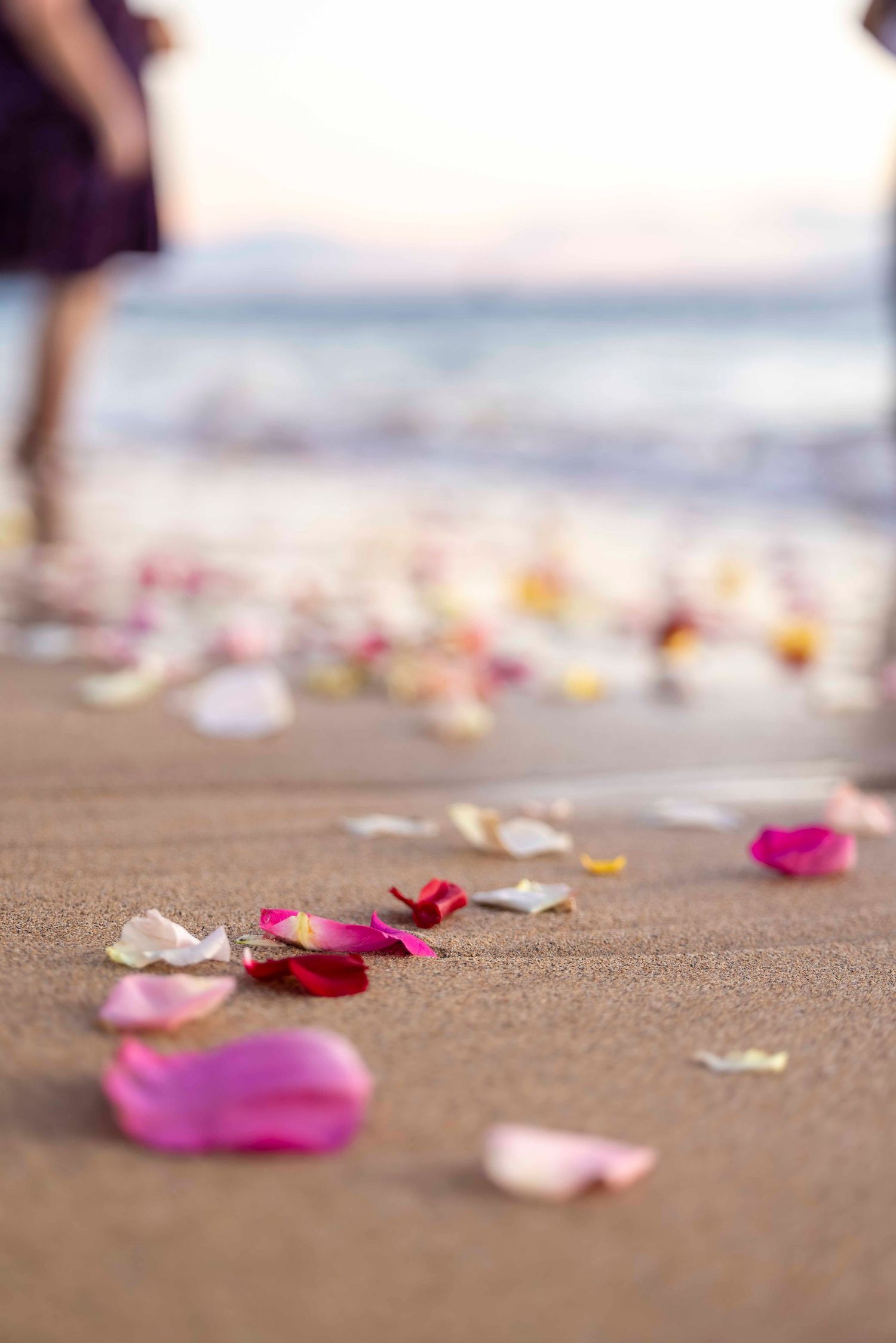 Pink, red and white rose petals scattered across a sandy beach with a blurred person standing near the ocean waves at sunset.
