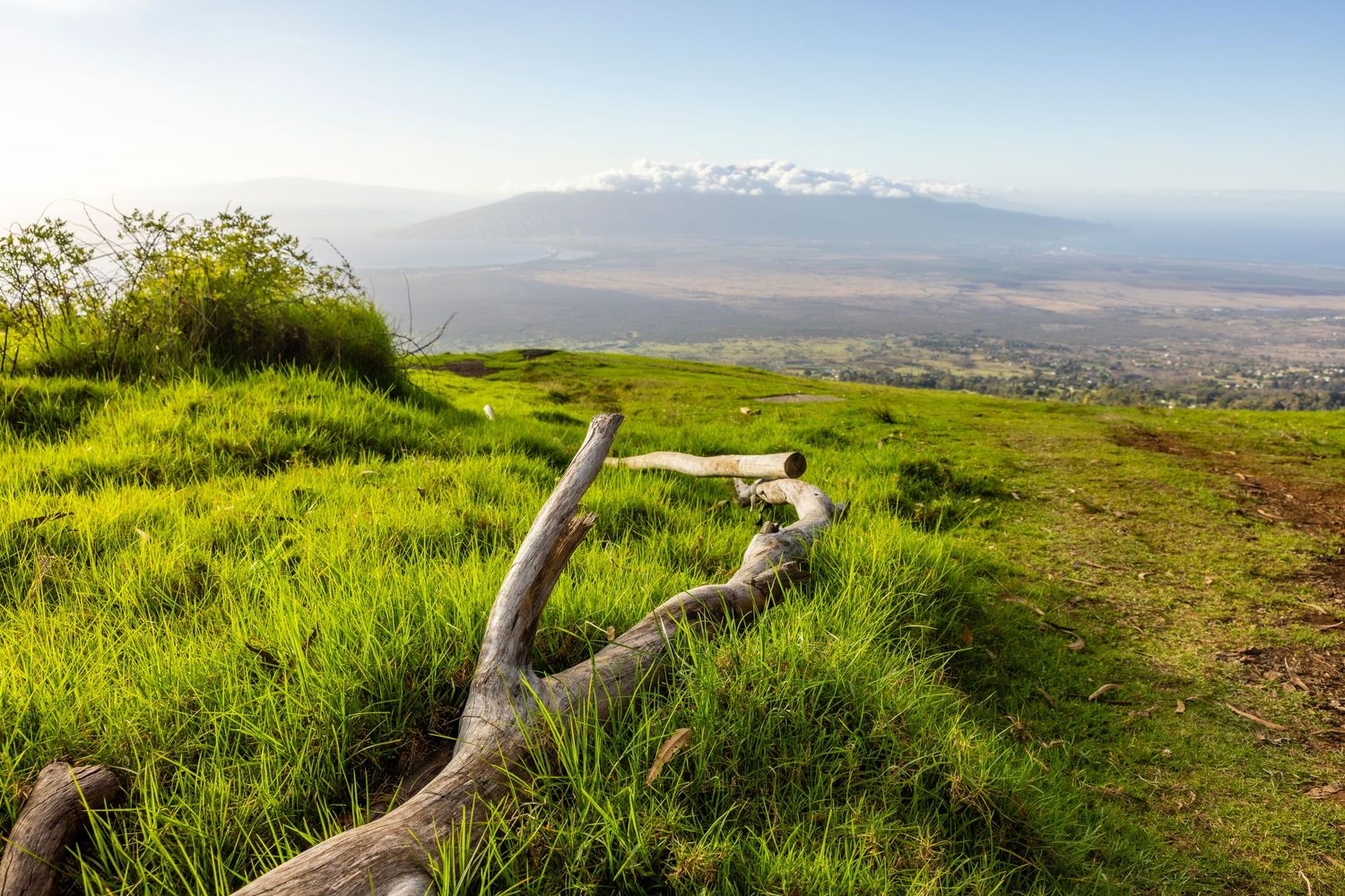 Weathered driftwood branch lying on a lush green grassy hillside with a snow-capped volcano and valley stretching to the horizon beyond.