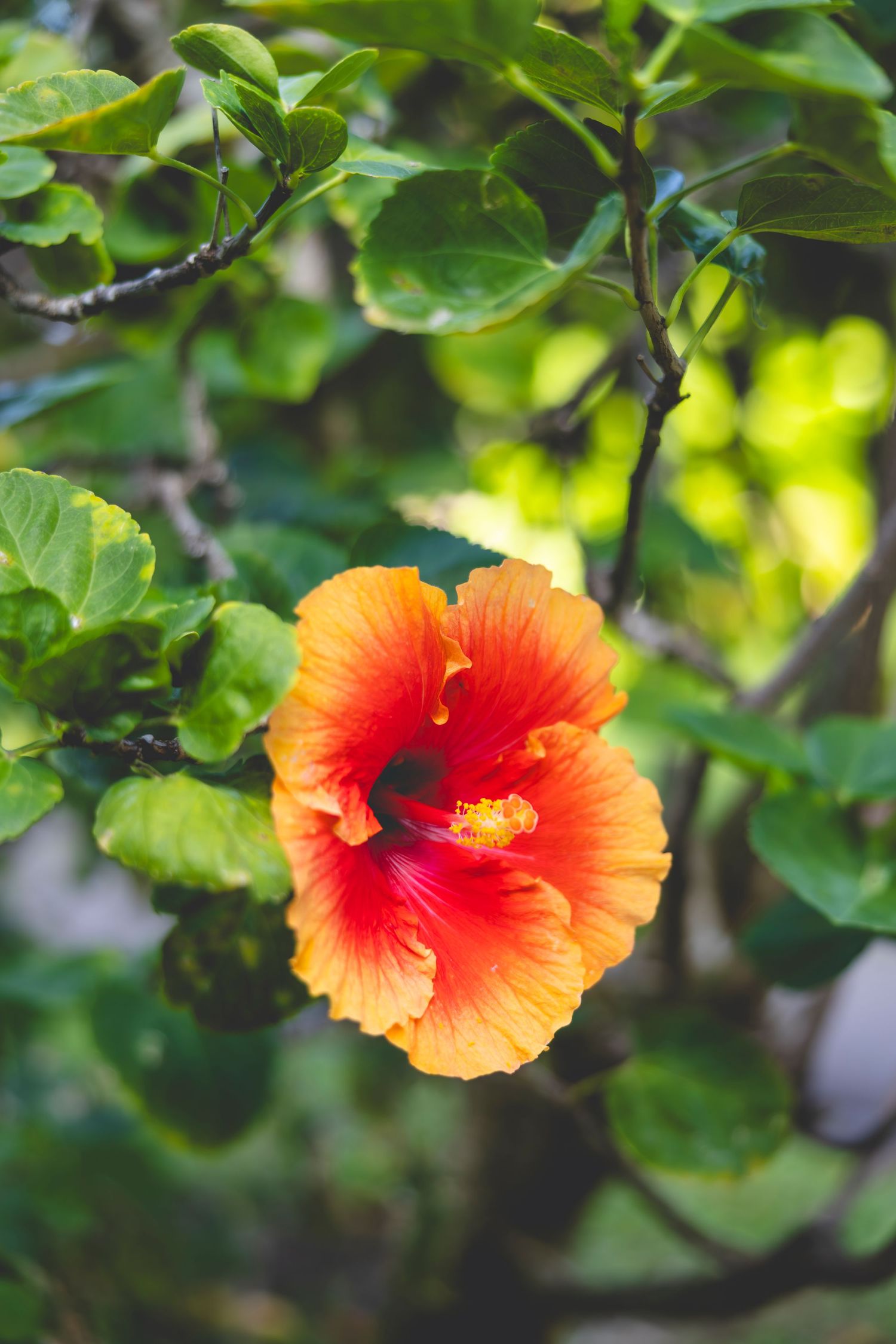 Vibrant orange and red hibiscus flower in full bloom surrounded by lush green leaves and soft blurred foliage.