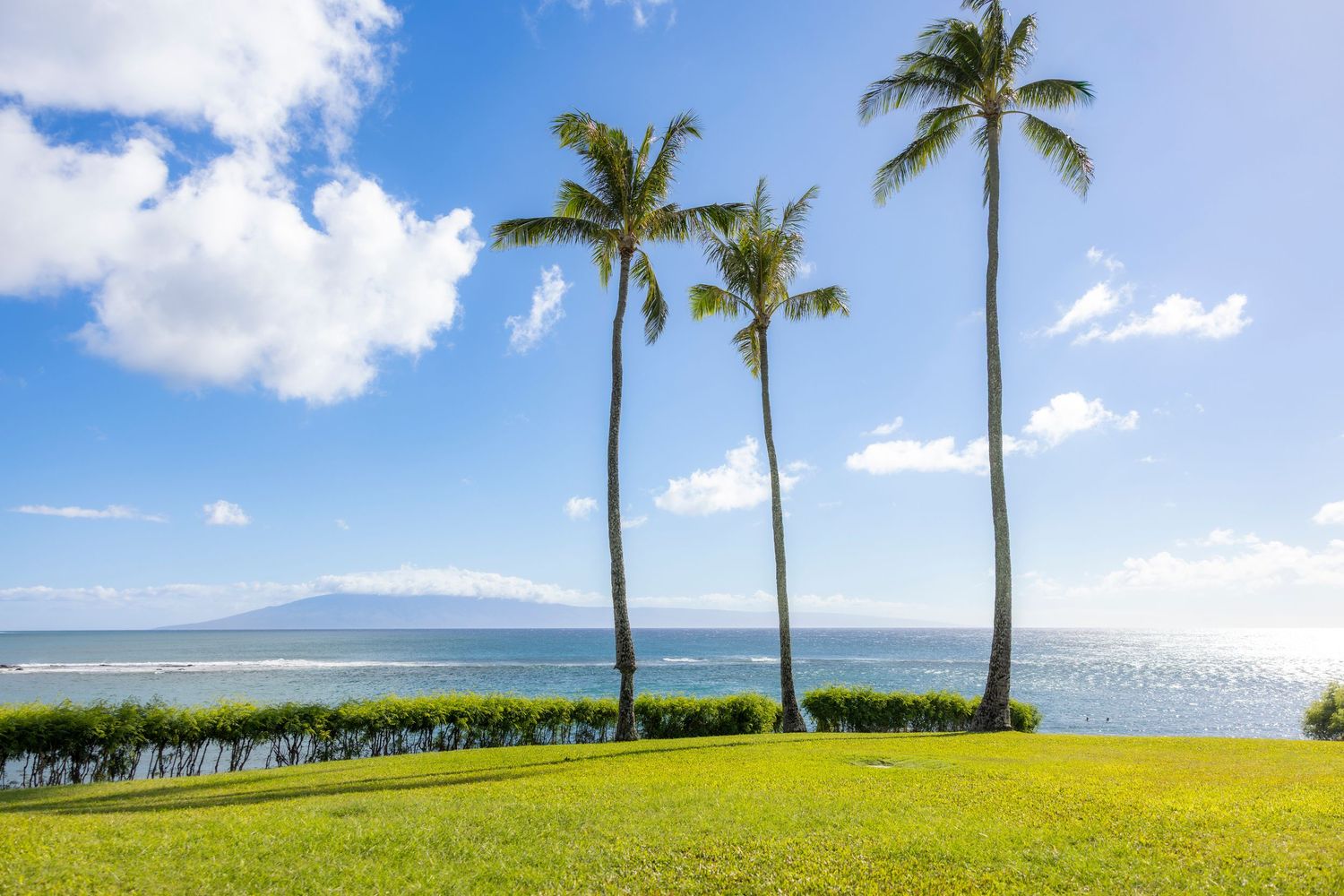 Tall palm trees on a green oceanfront lawn overlook calm blue water with a distant island under a bright sky with white clouds.