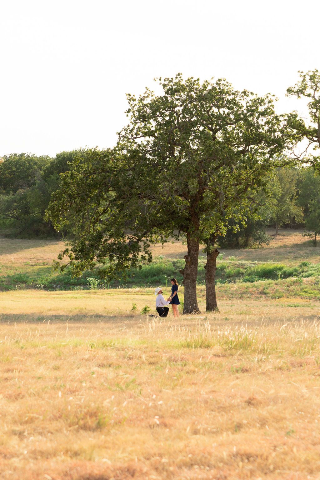 Two people standing beneath a large green tree in a golden sunlit meadow with rolling hills in the background.