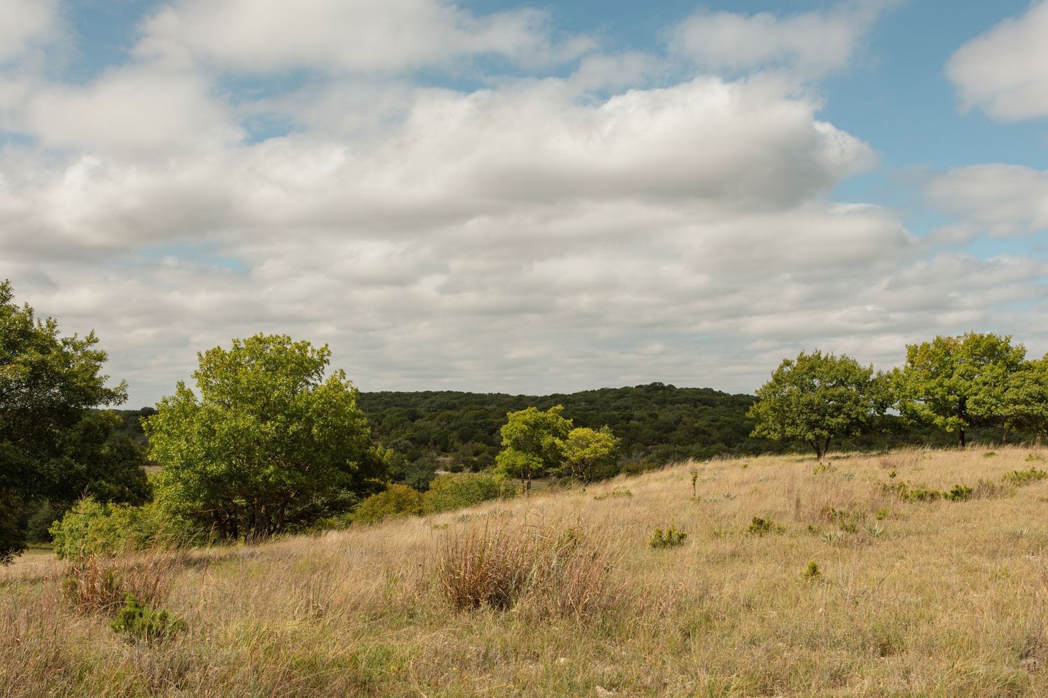 Dry golden grassland dotted with green trees on a rolling hillside under a blue sky filled with fluffy white clouds.