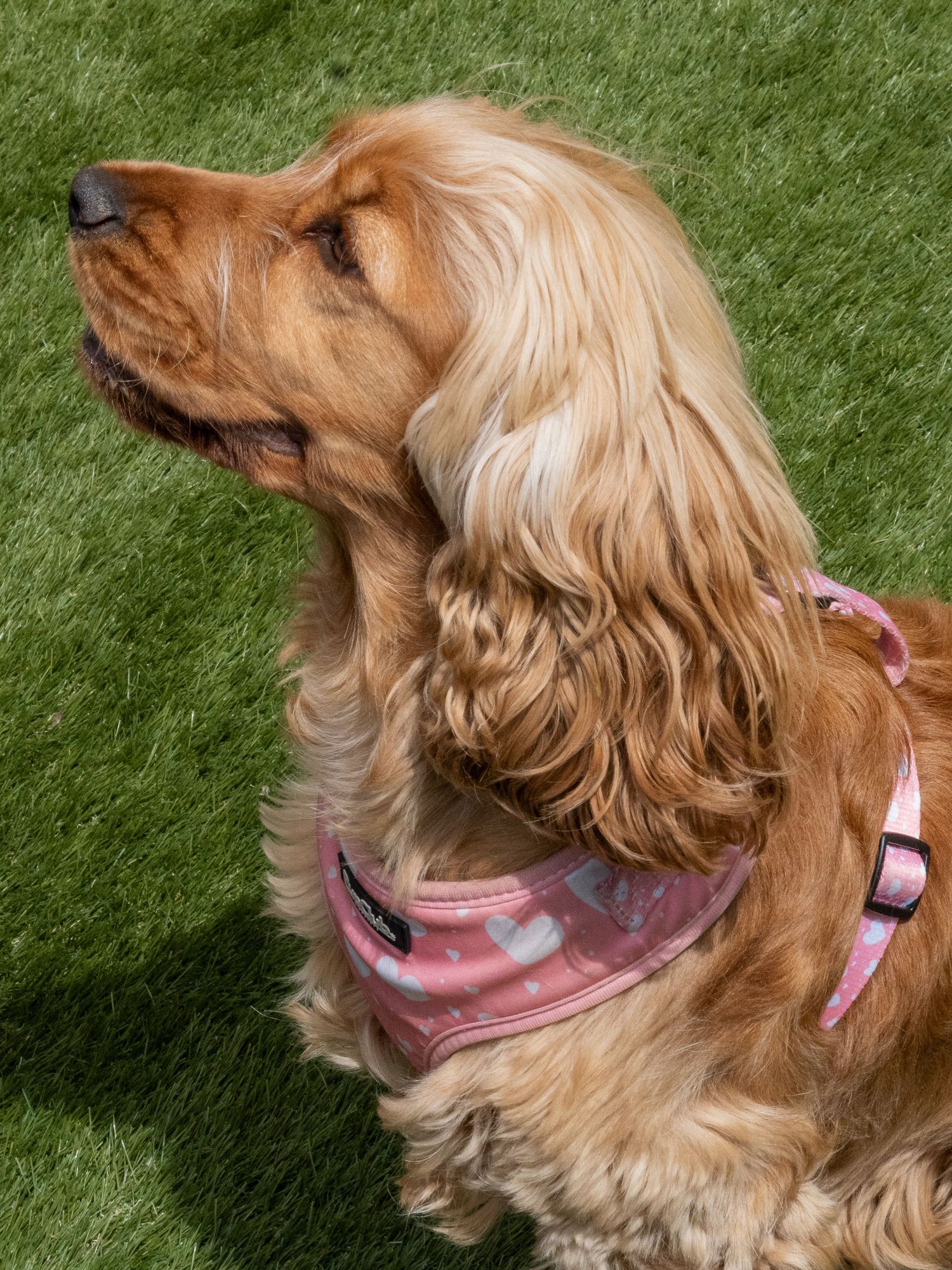 Golden Cocker Spaniel dog wearing a pink harness sitting on green grass, looking upward in natural sunlight.