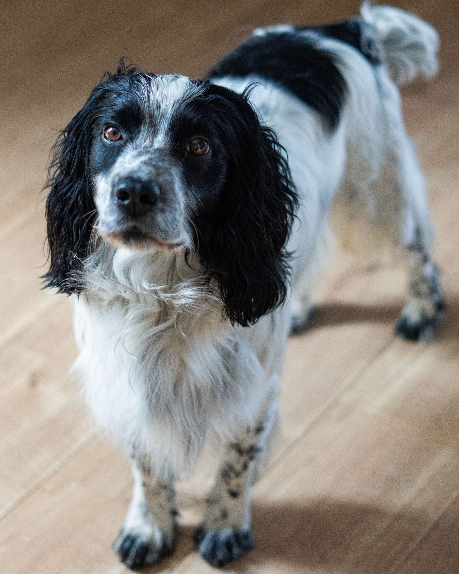 Black and white Springer Spaniel standing on hardwood floor looking up at camera.