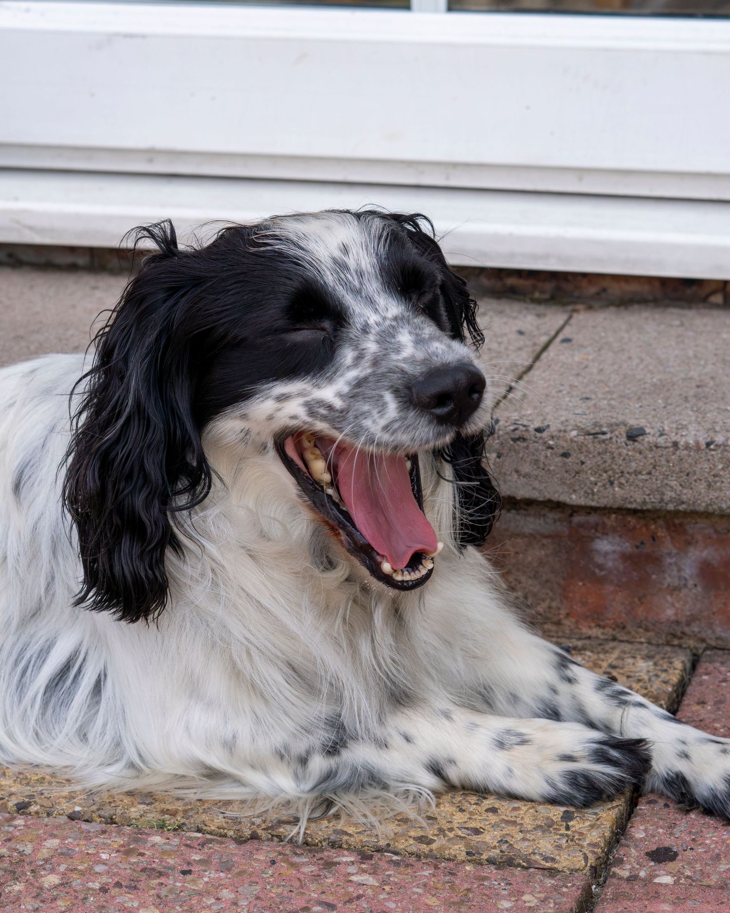 Black and white Springer Spaniel yawning while lying on outdoor brick patio.