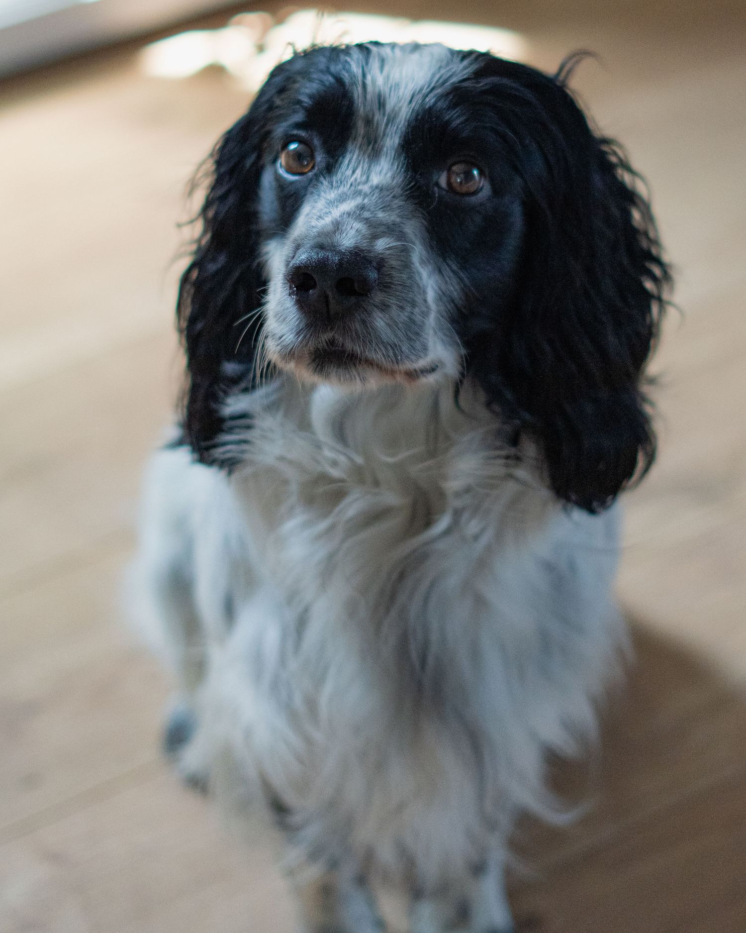 Black and white Springer Spaniel dog sitting attentively on a wooden floor looking up at camera.