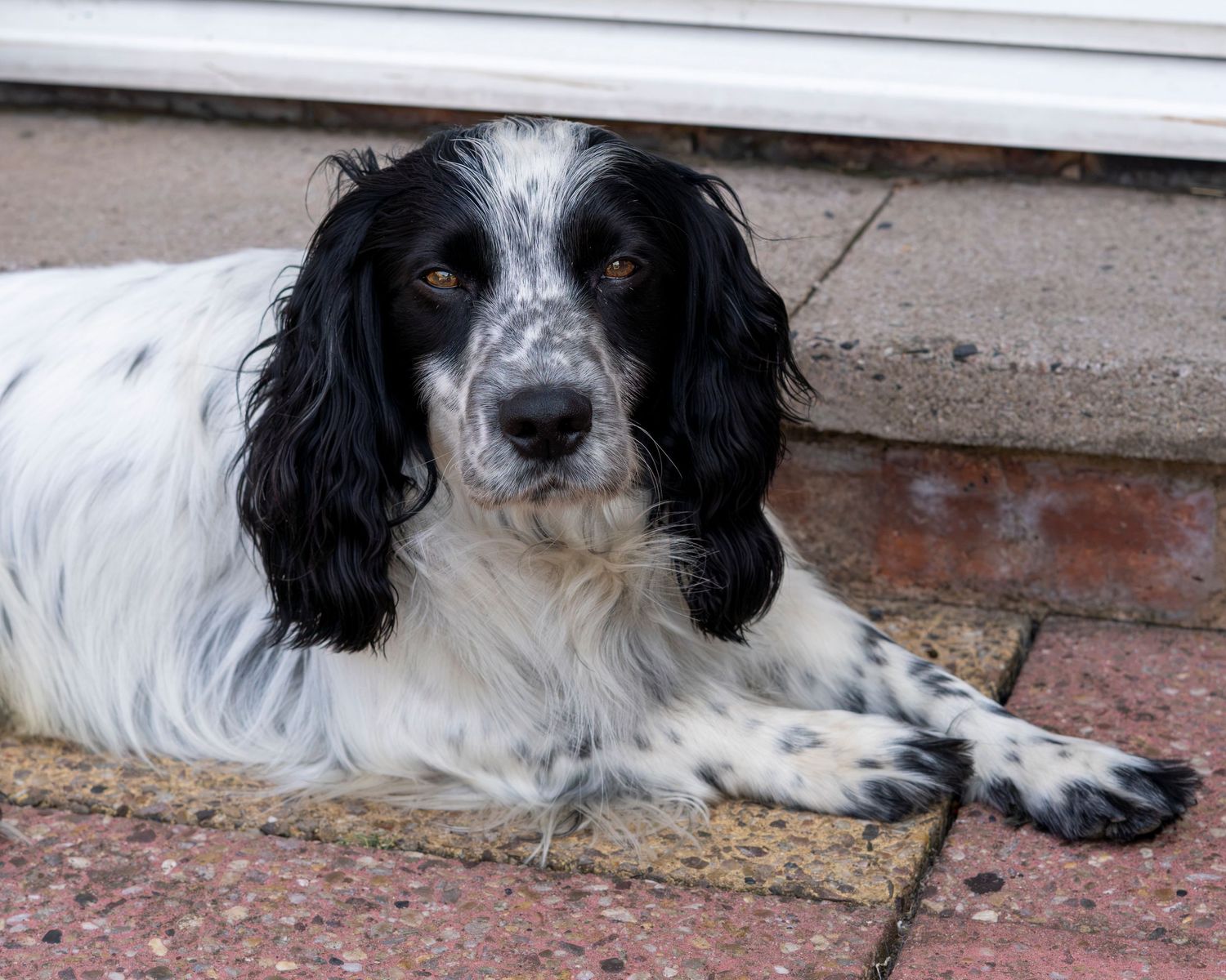 Black and white Springer Spaniel resting on brick patio near door looking forward.
