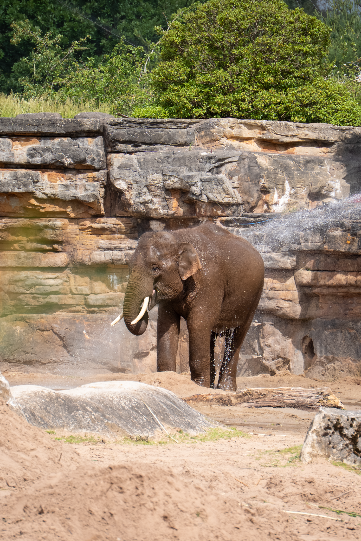 An elephant spraying water on itself in a rocky zoo enclosure on a sunny day.