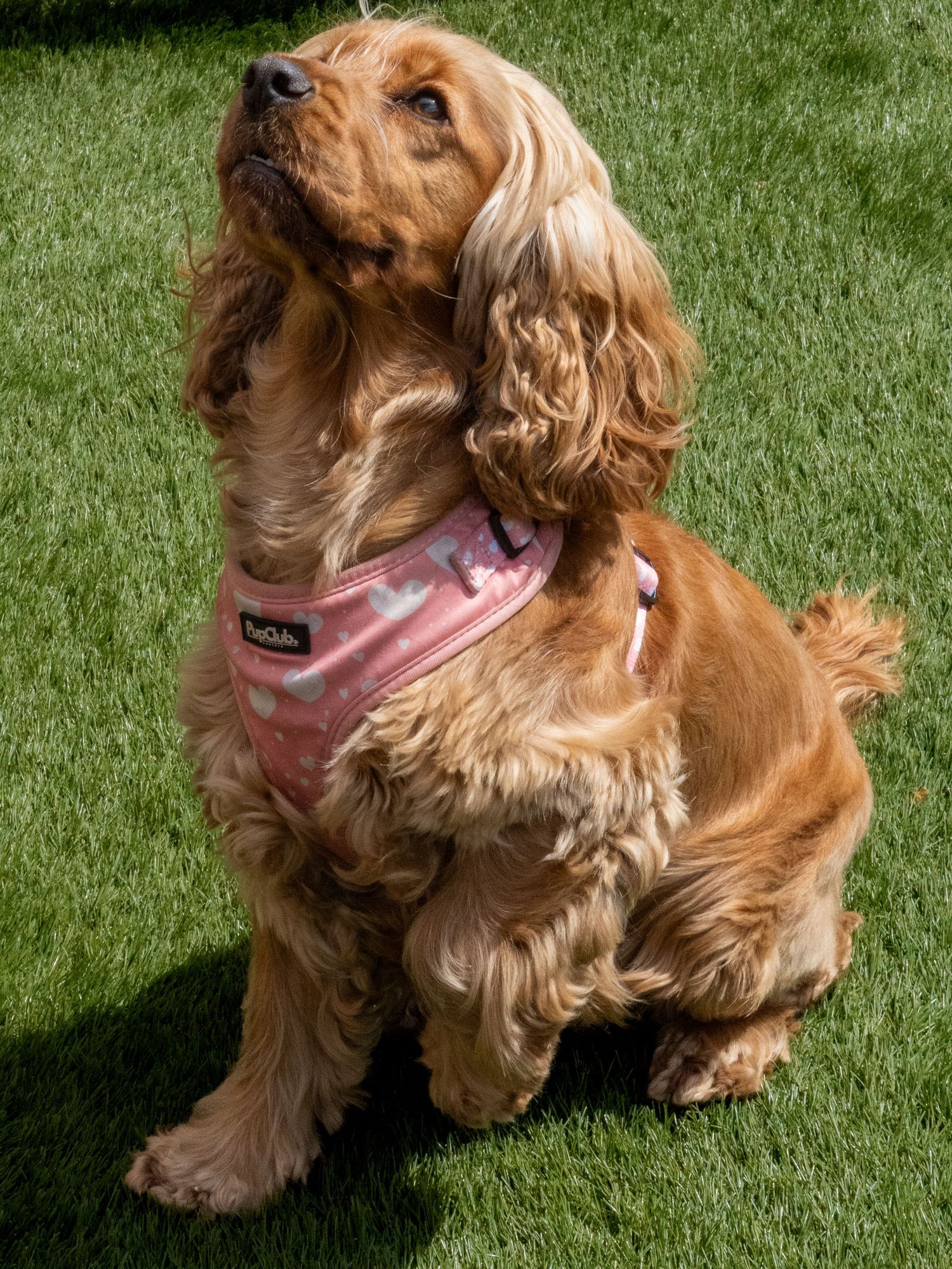 Golden Cocker Spaniel sitting on green grass wearing a pink floral harness, looking up curiously.