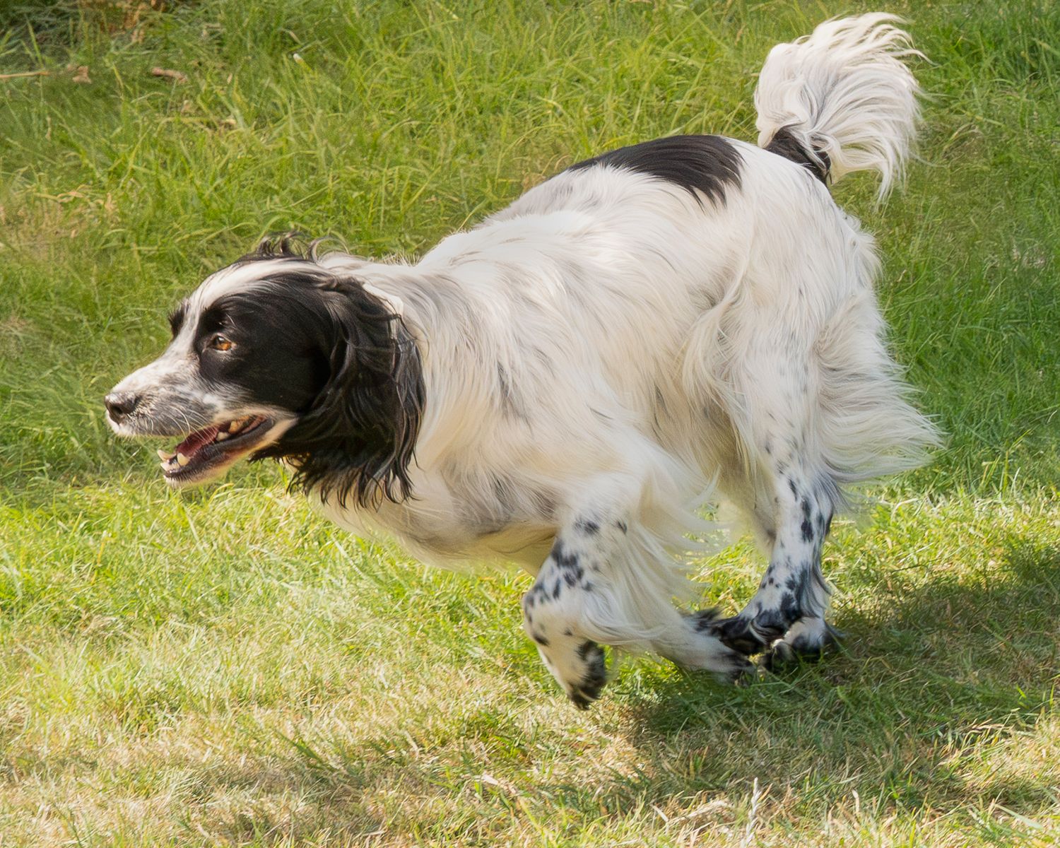 Black and white Springer Spaniel running happily across sunny green grass outdoors.