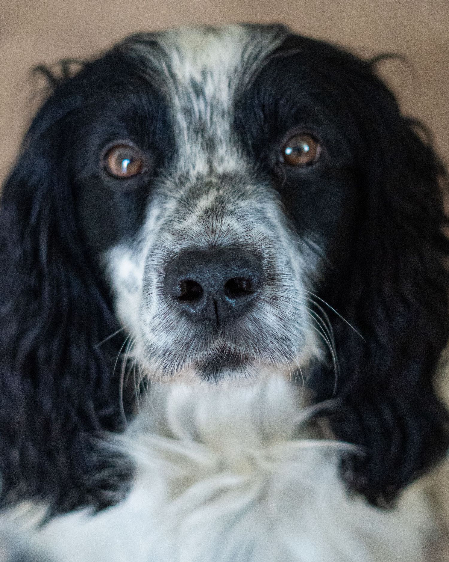 Close-up portrait of a black and white Springer Spaniel with expressive brown eyes looking at camera.