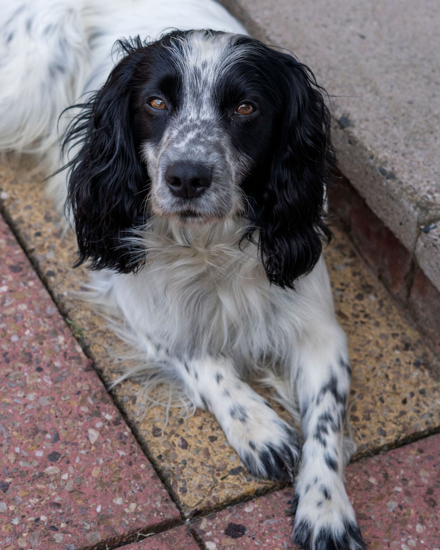 Black and white Springer Spaniel lying on stone patio looking up at camera.