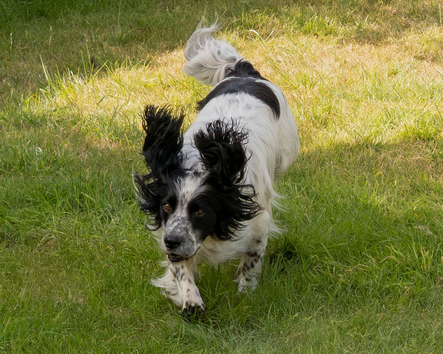 Black and white Springer Spaniel running energetically across green grass outdoors.