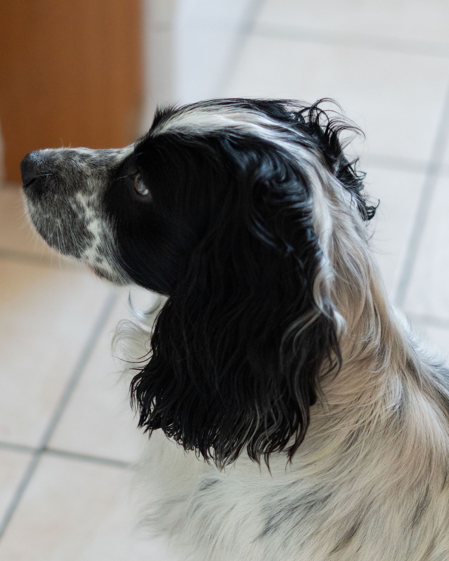 Black and white Springer Spaniel dog profile portrait with long wavy ears indoors.
