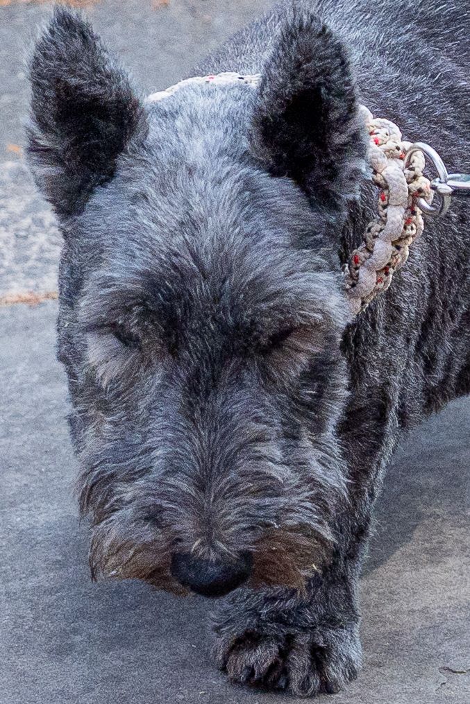 Close-up portrait of a dark grey Scottish Terrier dog wearing a decorative collar outdoors.