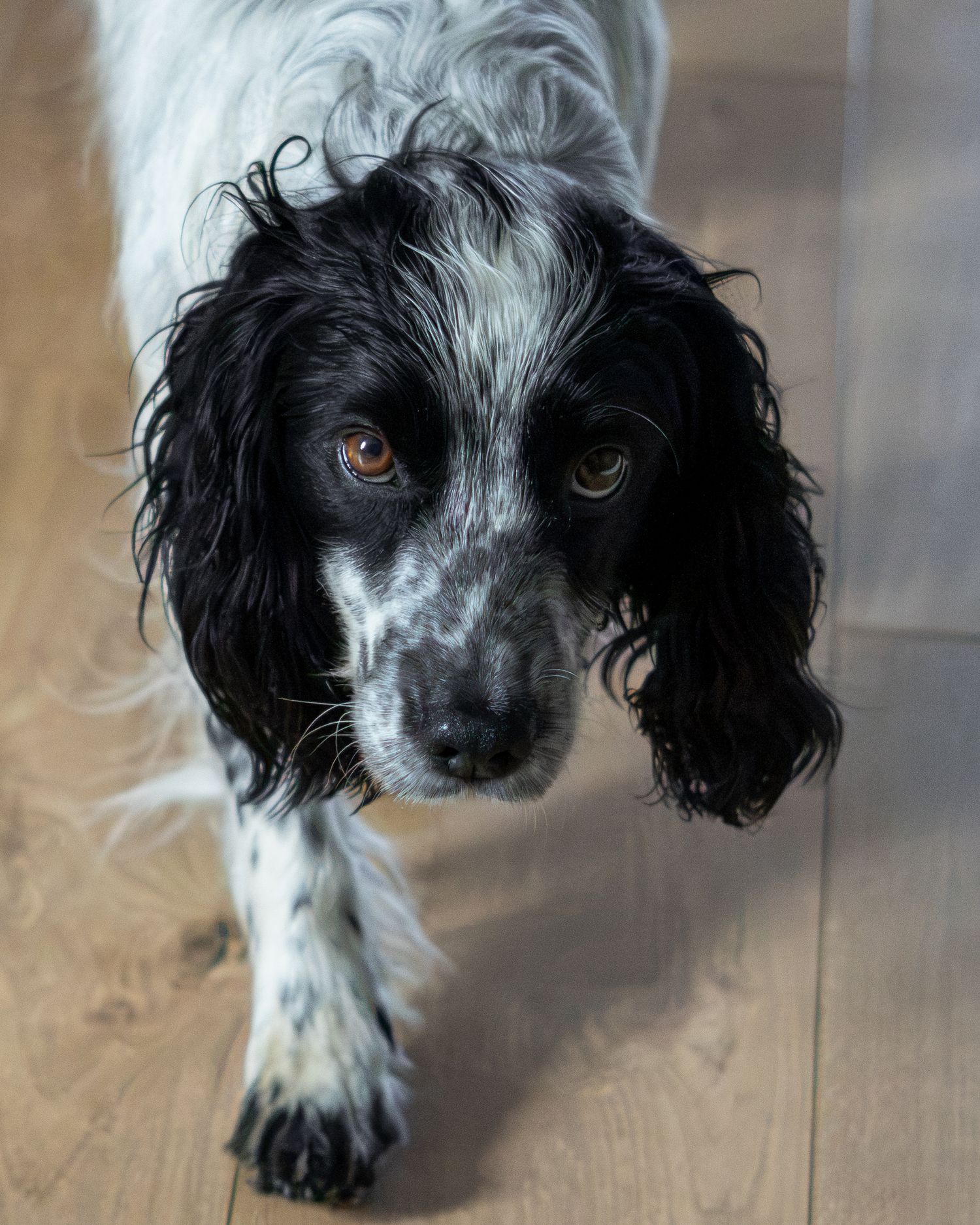Black and white Springer Spaniel dog walking towards camera on a wooden floor indoors.