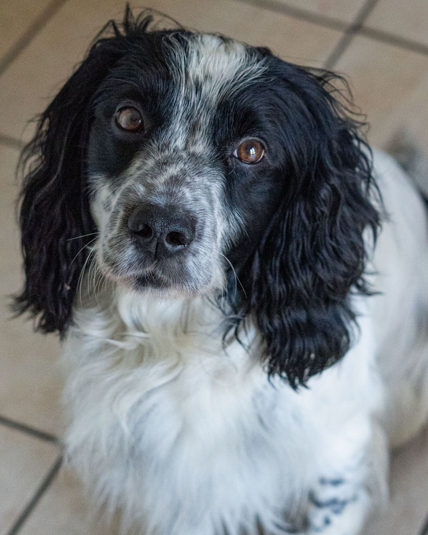 Close-up portrait of black and white Springer Spaniel with soulful brown eyes.