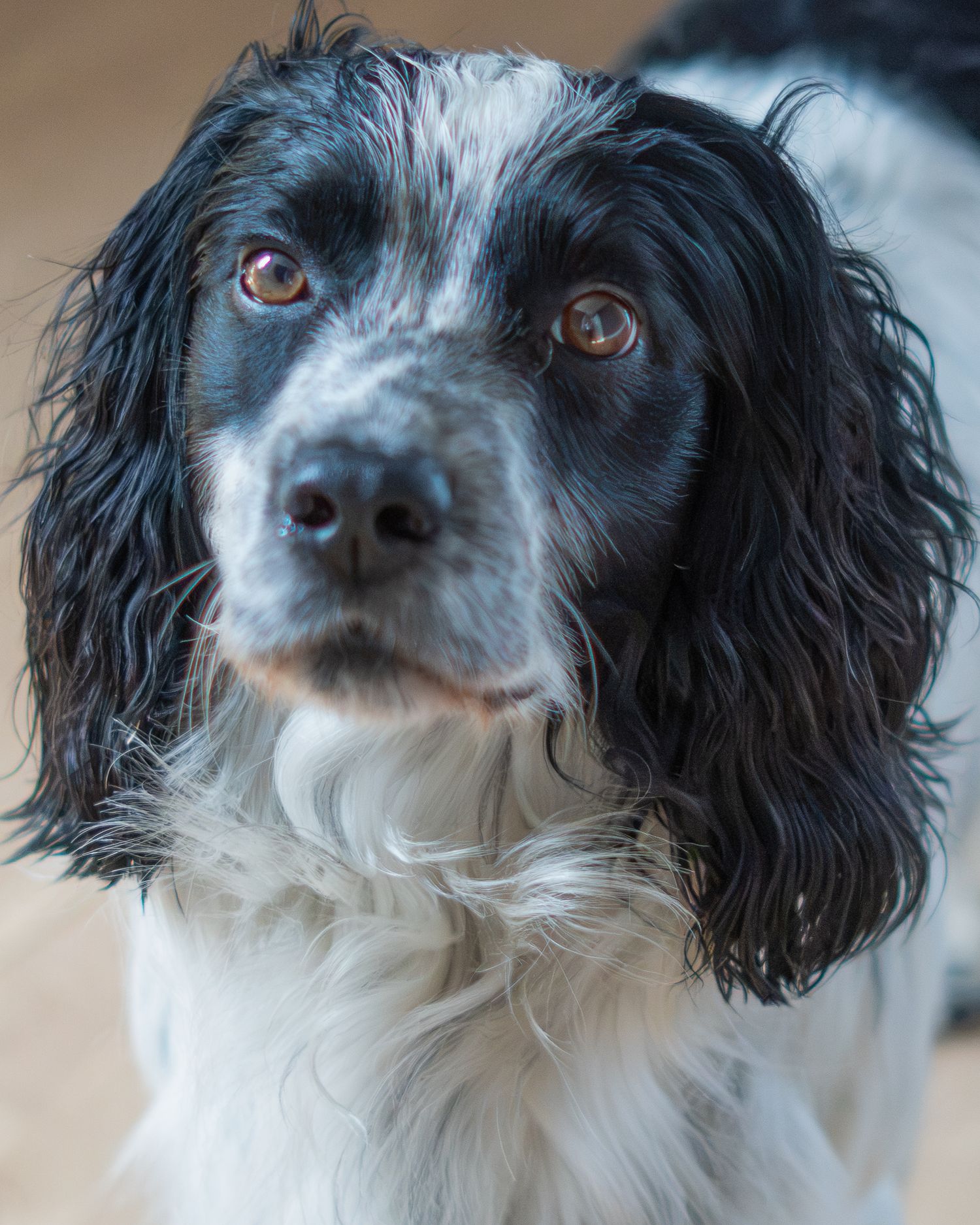 Close-up portrait of a black and white Springer Spaniel dog with soulful brown eyes indoors.