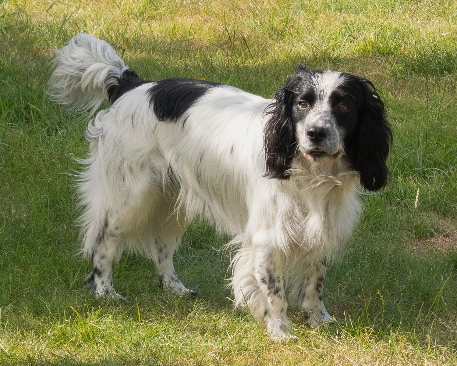Black and white Springer Spaniel standing on green grass showing full body profile.
