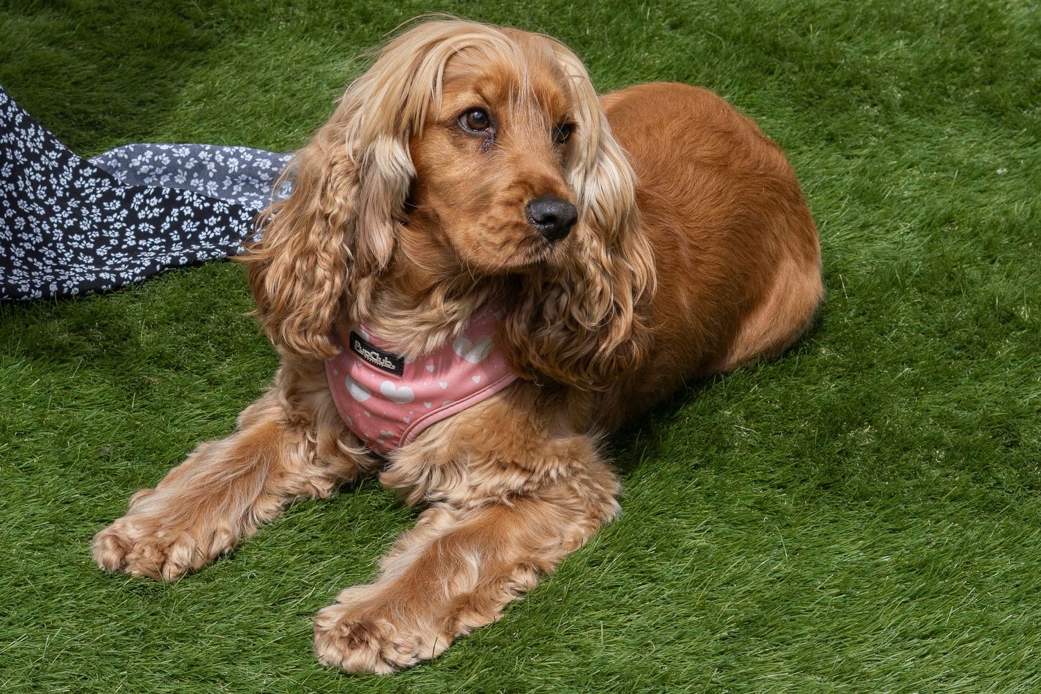 Golden Cocker Spaniel dog lying on green grass wearing a pink harness, with long silky ears and a gentle expression.