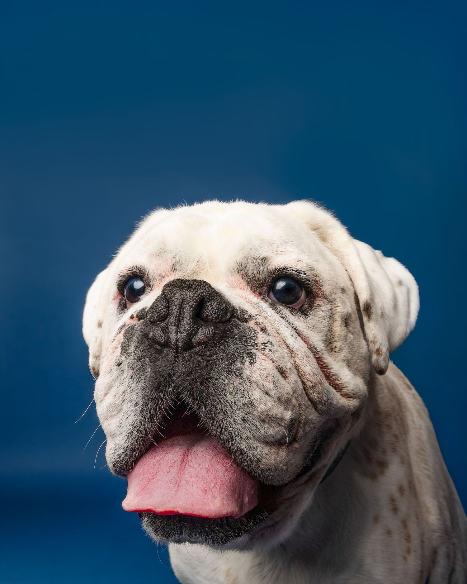 White English Bulldog with wrinkled face and tongue out poses against a blue background.