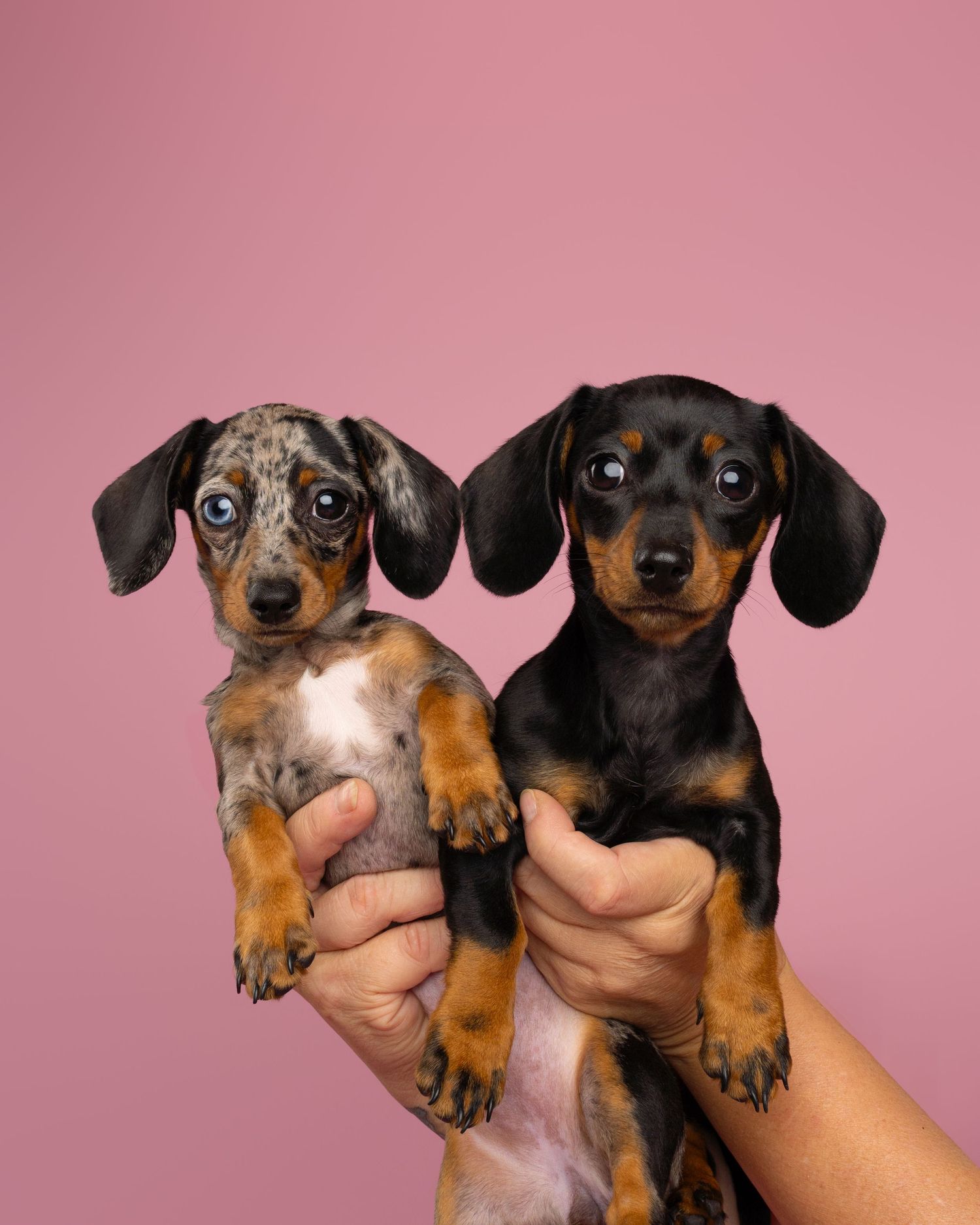 Two adorable dachshund puppies held up against a pink background, one merle and one black and tan.
