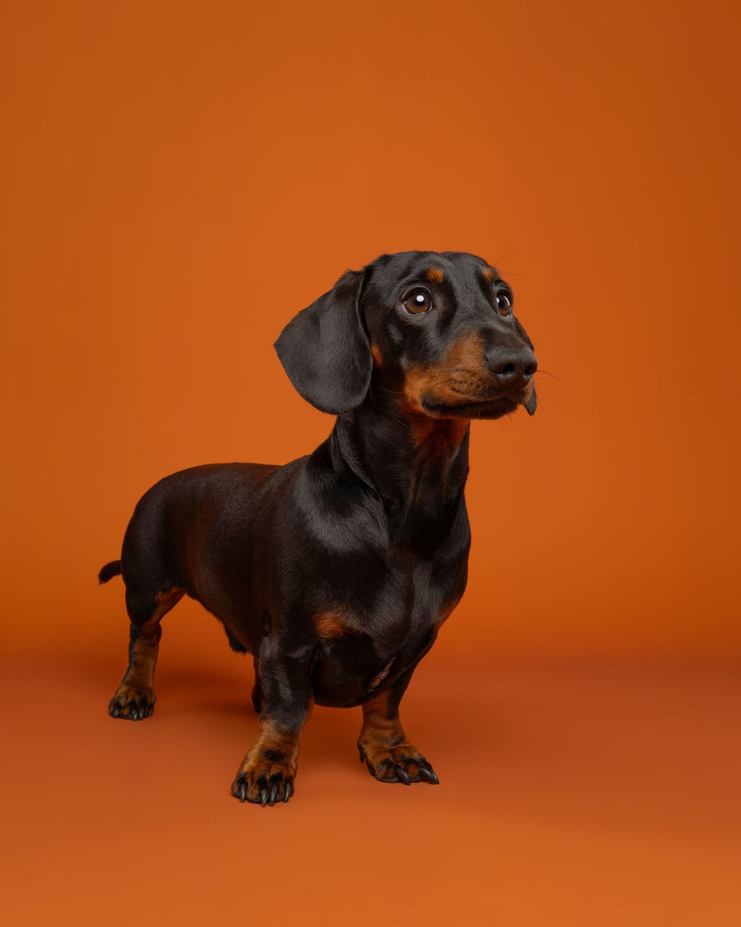 Black and tan dachshund standing and looking up with its tongue slightly out, photographed against a solid orange studio background.