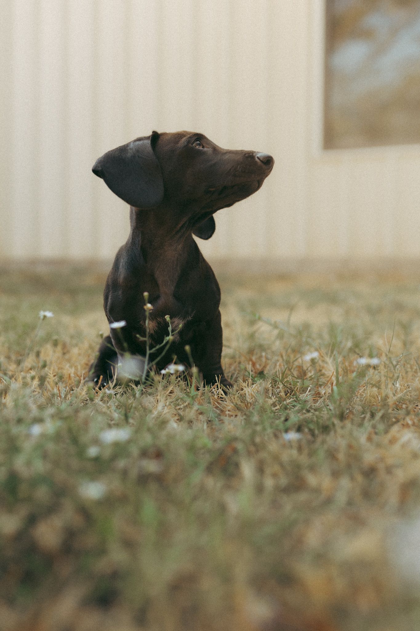 A chocolate Labrador puppy sits attentively on grass in front of a beige building, gazing upward.