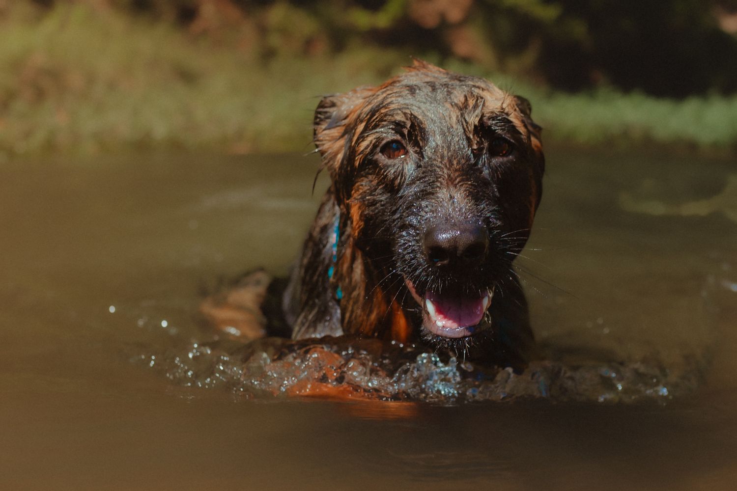 Wet dog emerging from water with joyful expression while swimming.