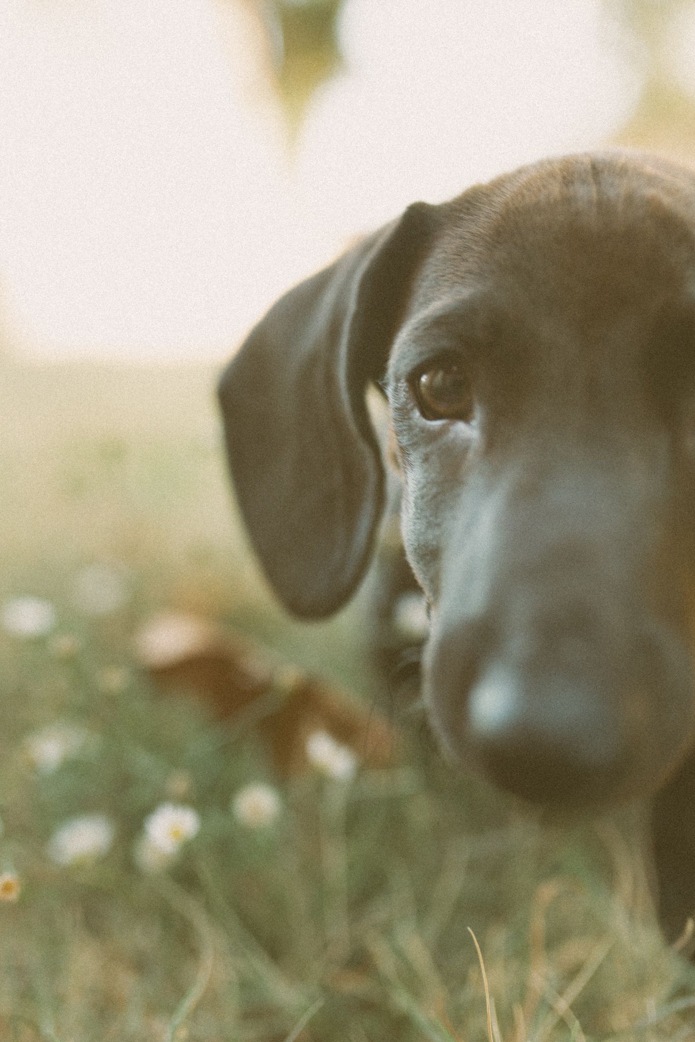 Close-up portrait of a dark brown Dachshund dog with soulful eyes resting in green grass with small white flowers.