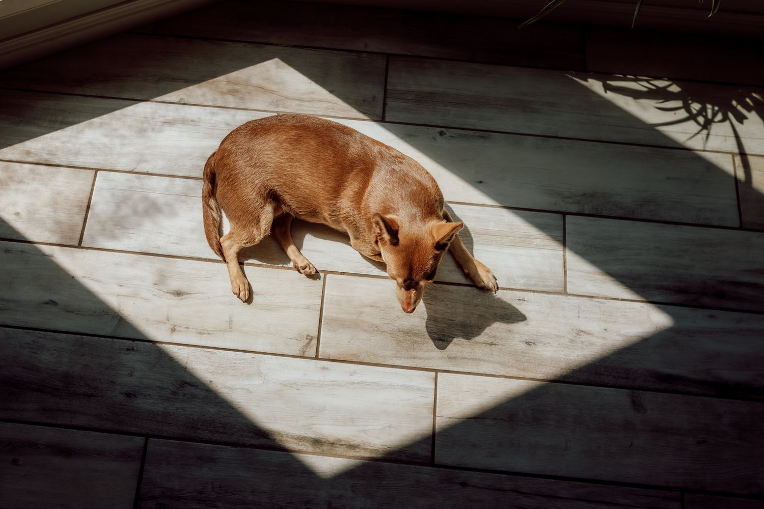 A series of black and white photos showing a dog walking through patches of sunlight on a wooden deck.