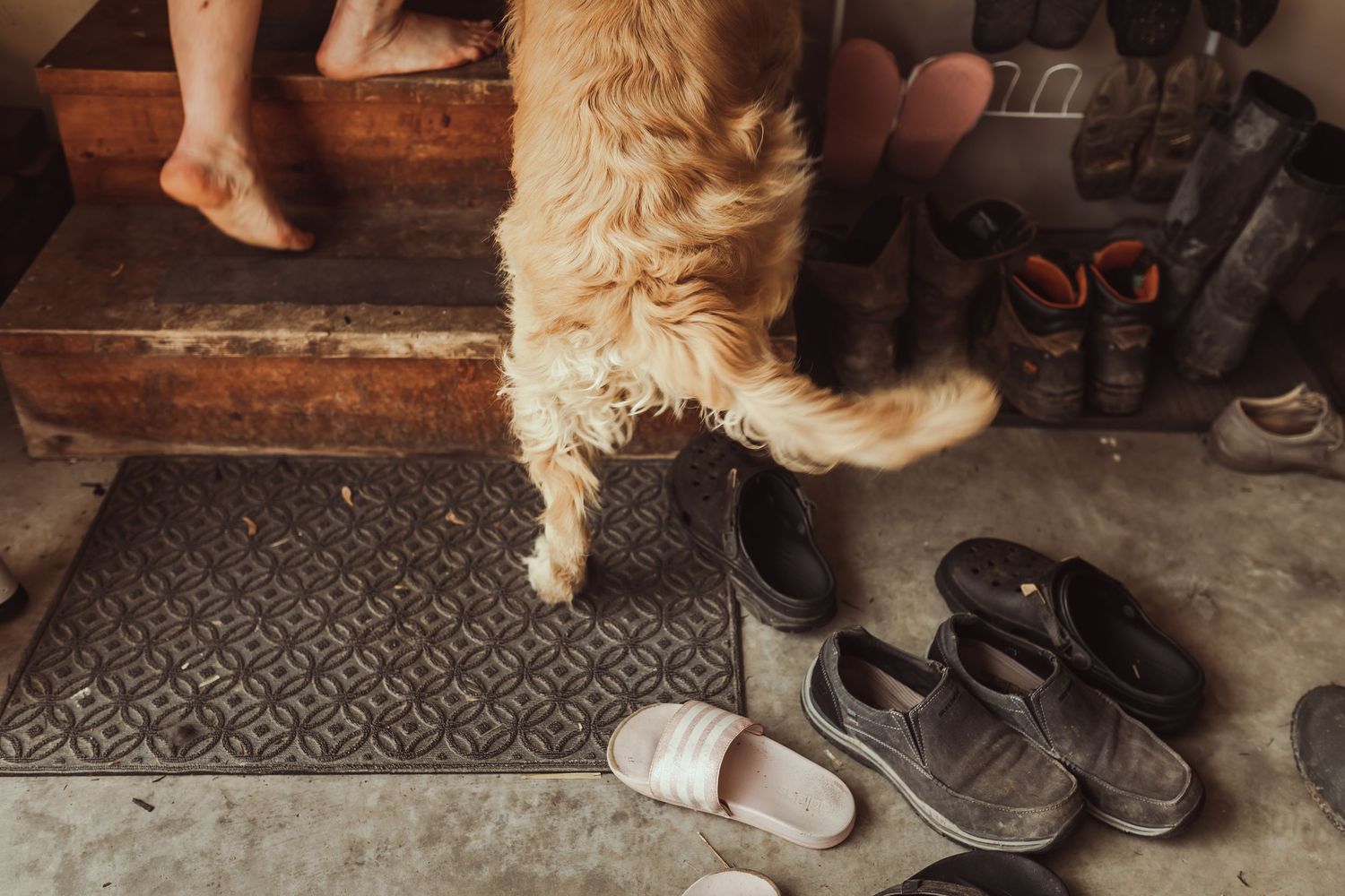A collection of shoes and boots lined up neatly by a door with a dog's paws visible in the frame.