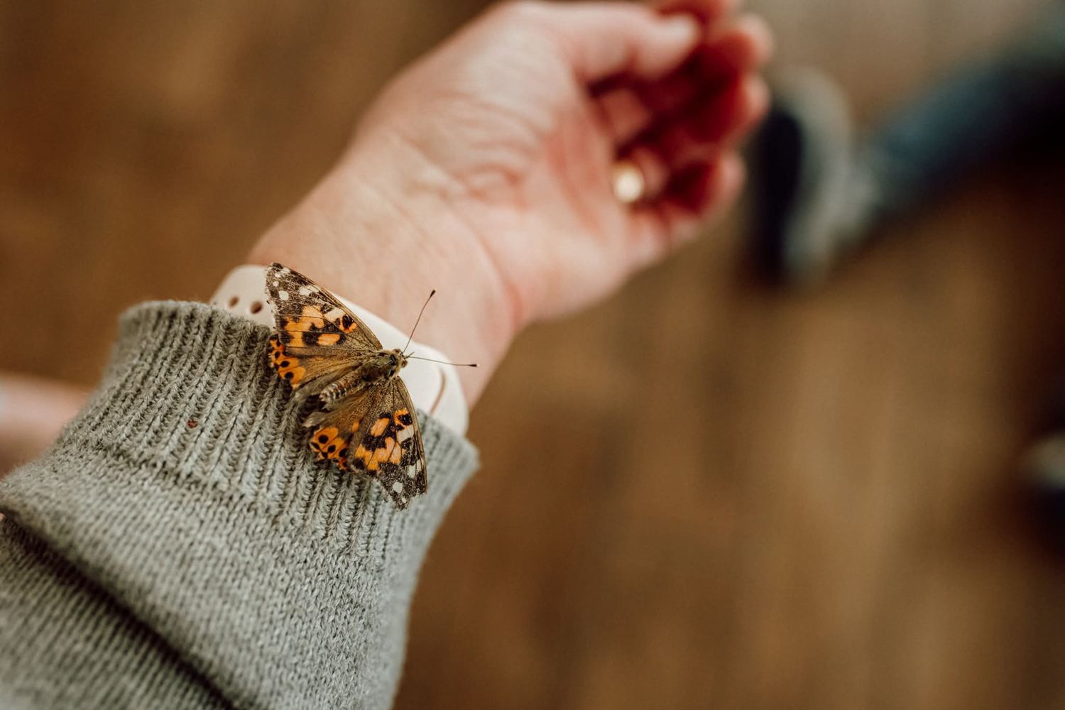 A painted lady butterfly resting on a person's wrist wearing a gray knit sweater sleeve getting in the photo creatively with Liz Perez, Okla