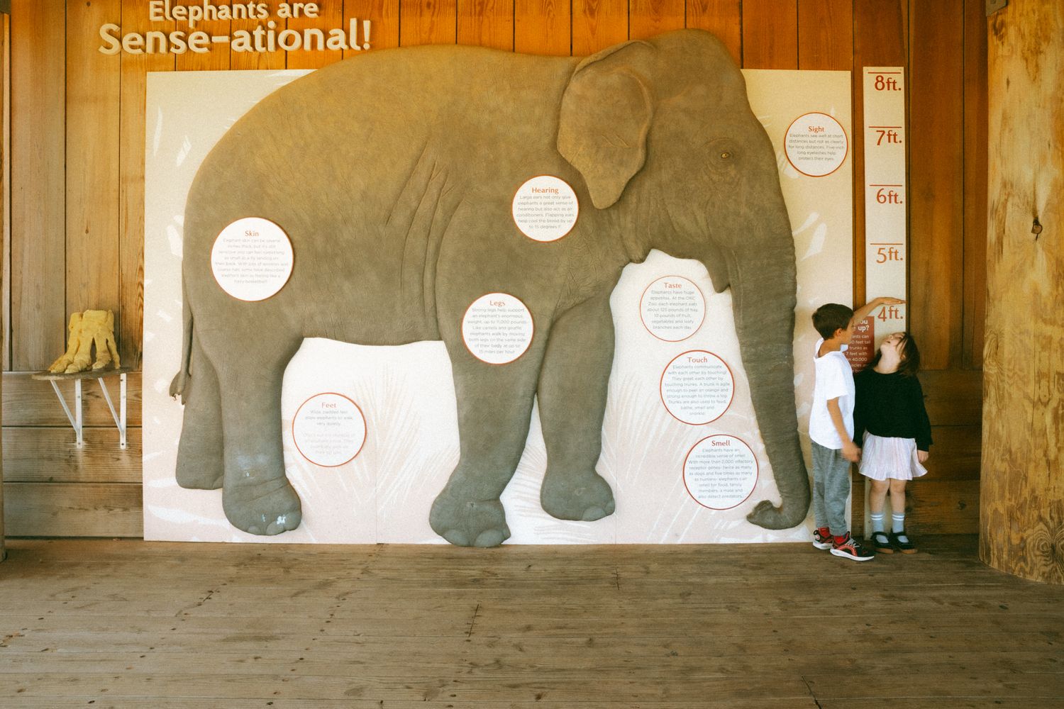 Children explore an interactive elephant sensory exhibit at a zoo or nature center with circular touch points.