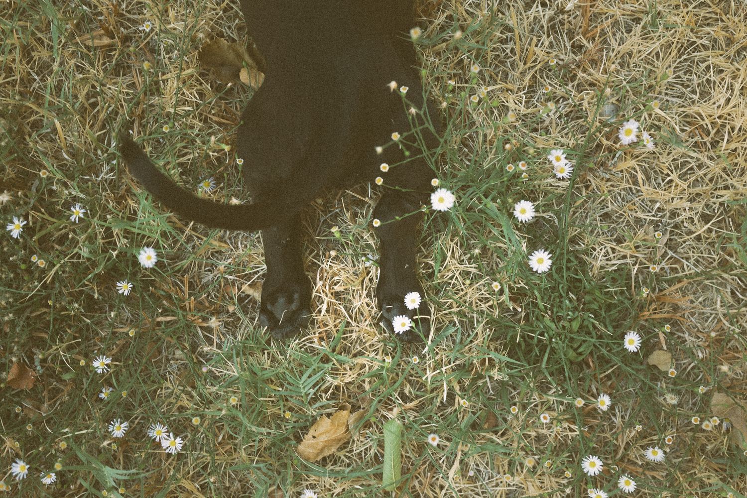 A black dog stands on green grass with small white wildflowers blooming around its paws.