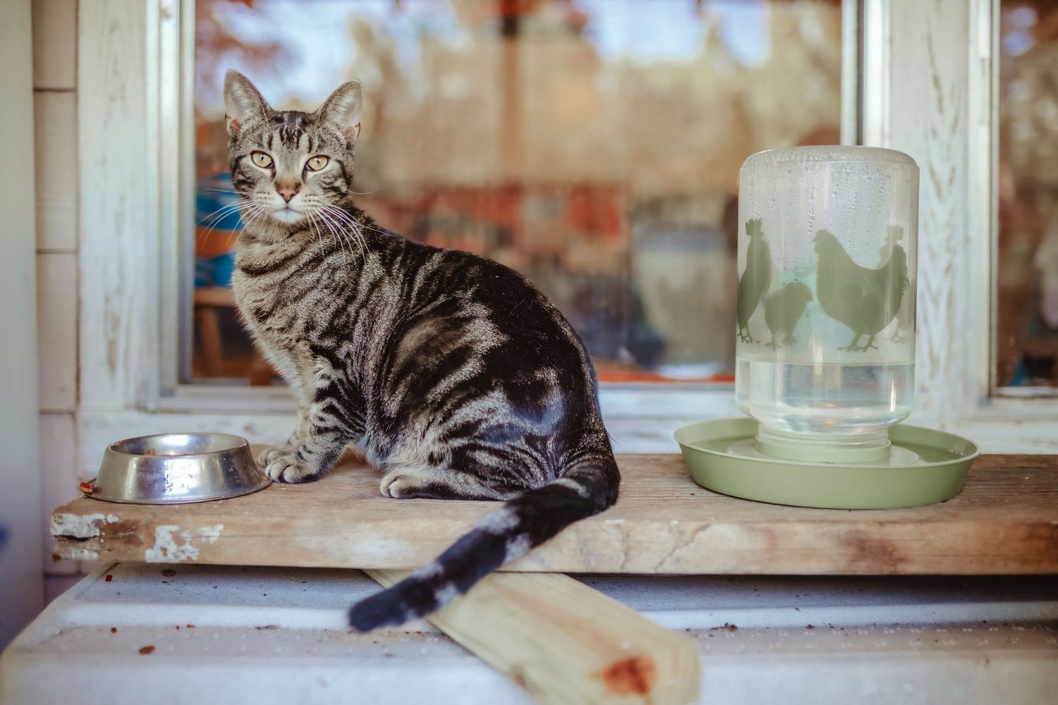 Tabby cat sitting on a windowsill next to food bowls and dishes.