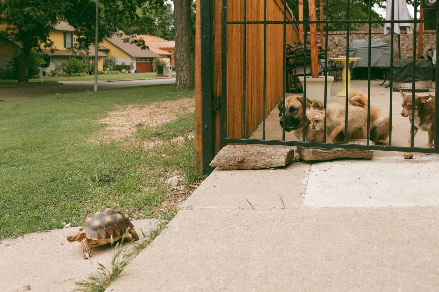 A tortoise walks on a sidewalk near a gate where two dogs watch curiously in a green yard.