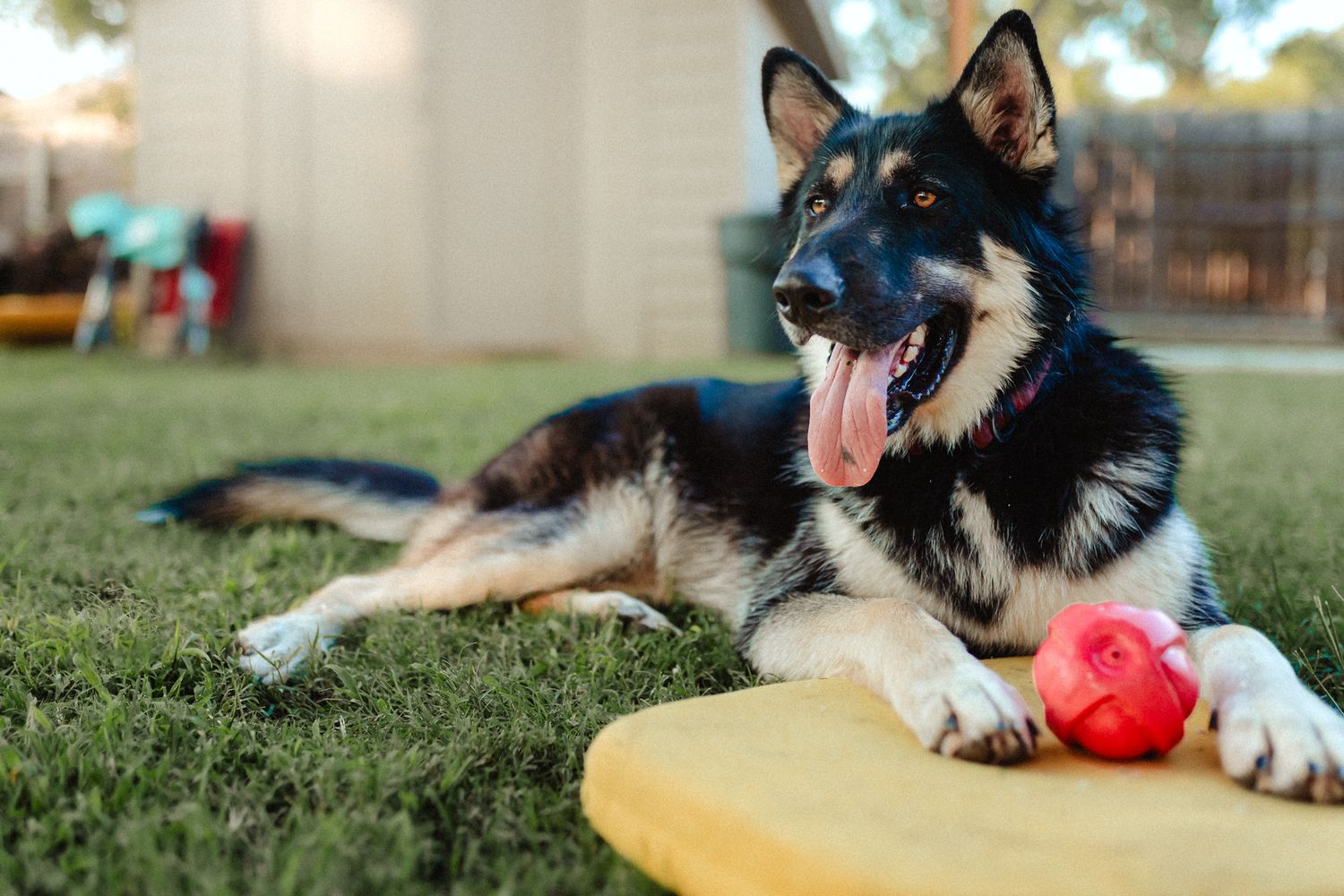 dog playing with a ball on a sunny lawn during an energetic game session.  Liz Perez Oklahoma Documentary Photographer